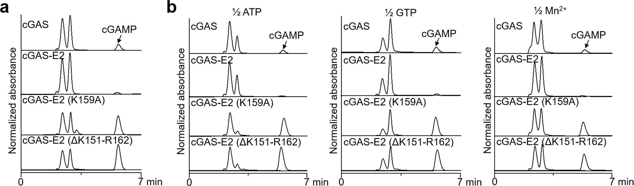 Extended Data Fig. 9: Regulation of cGAS activity by E2-mediated poly-cGASylation.