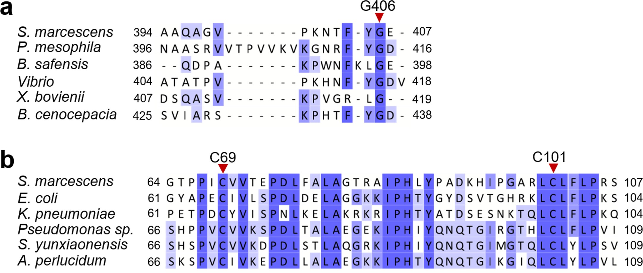 Extended Data Fig. 4: Sequence alignment of cGAS and E2 homologs.