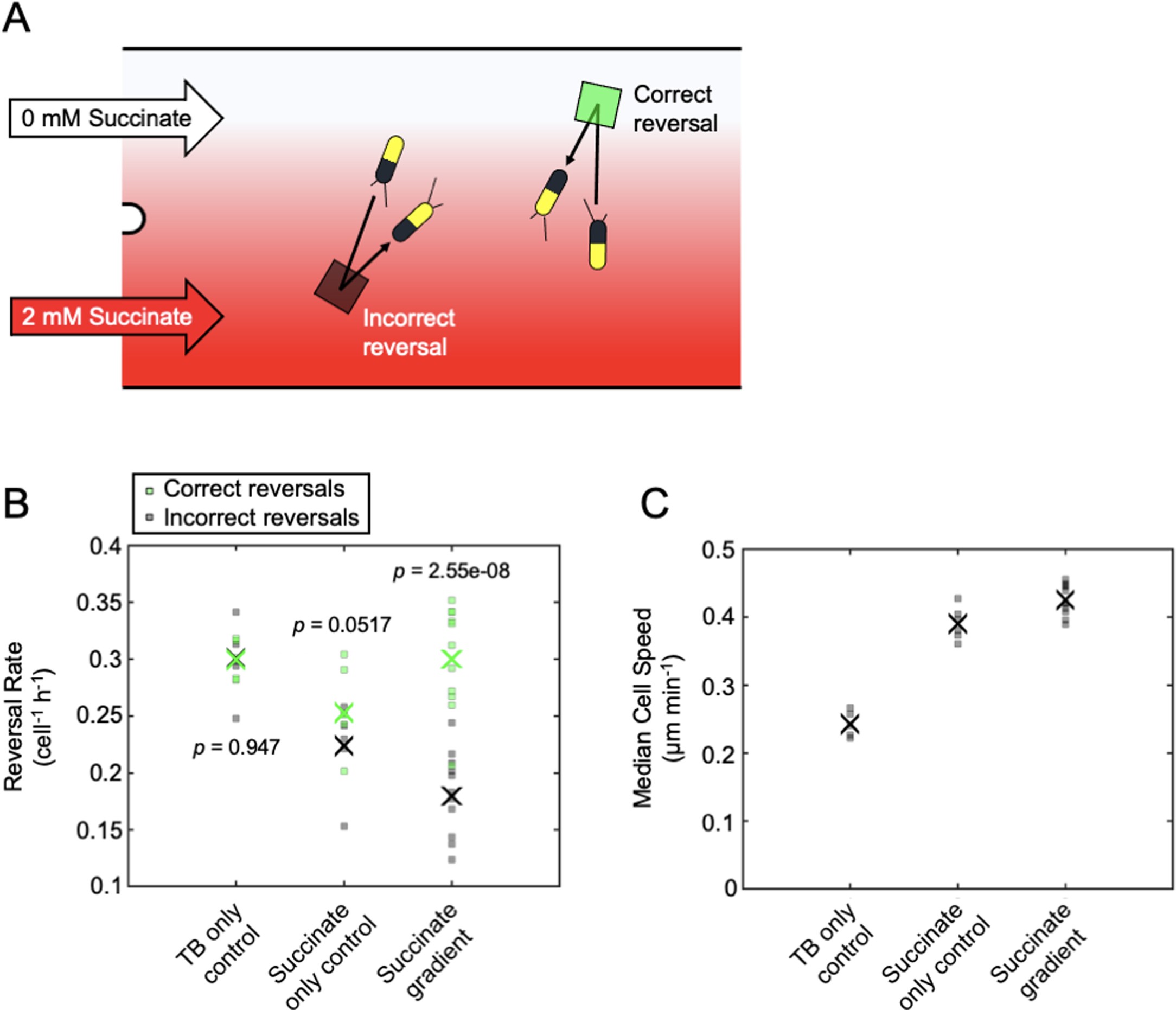 Extended Data Fig. 1: Surface-attached P. aeruginosa cells climb spatial succinate gradients by actively changing the rate at which they reverse direction.