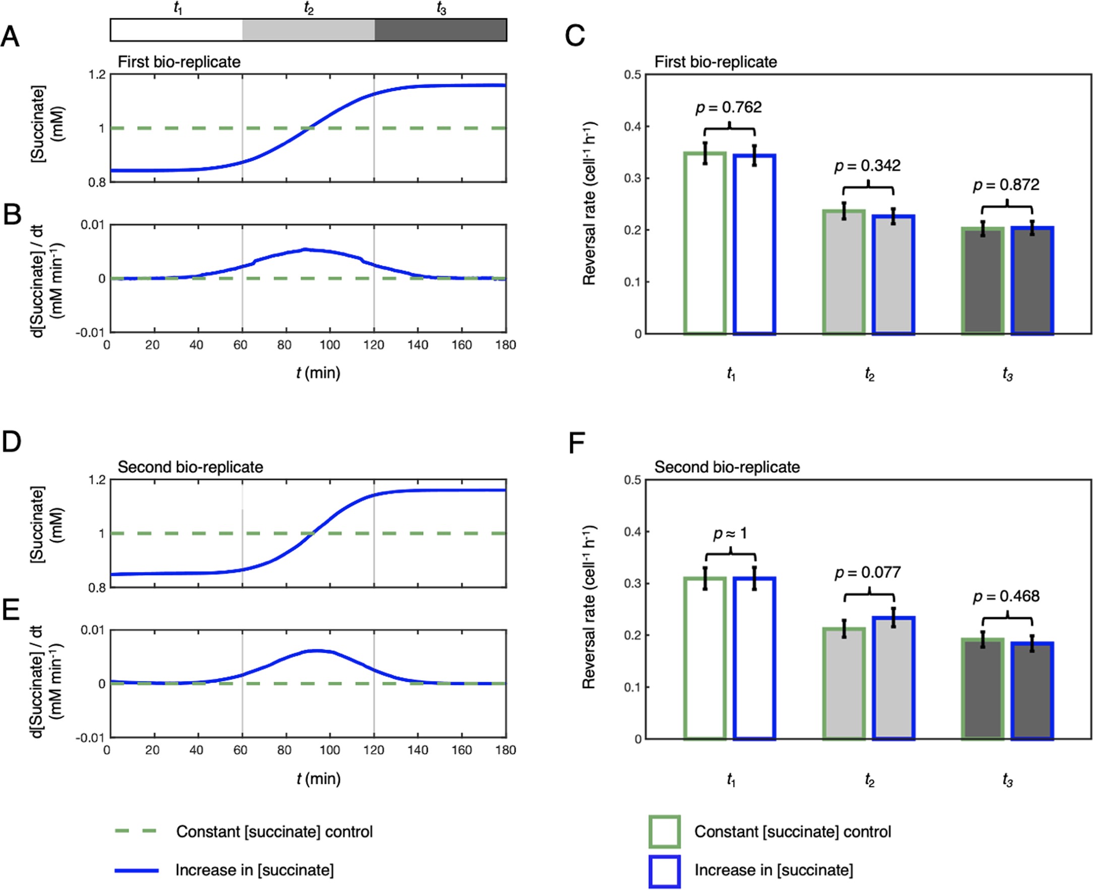 Extended Data Fig. 4: A temporal increase in succinate concentration does not induce a chemotactic response in surface-attached P. aeruginosa.