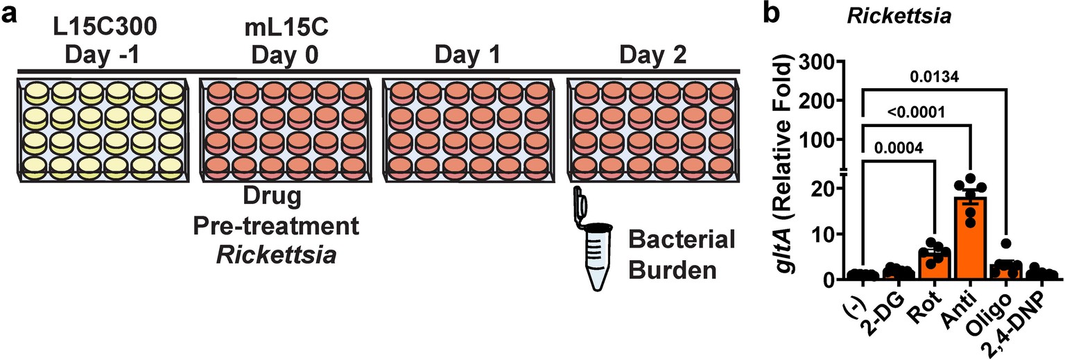 Extended Data Fig. 4: R. buchneri infection in response to bioenergetic alterations.