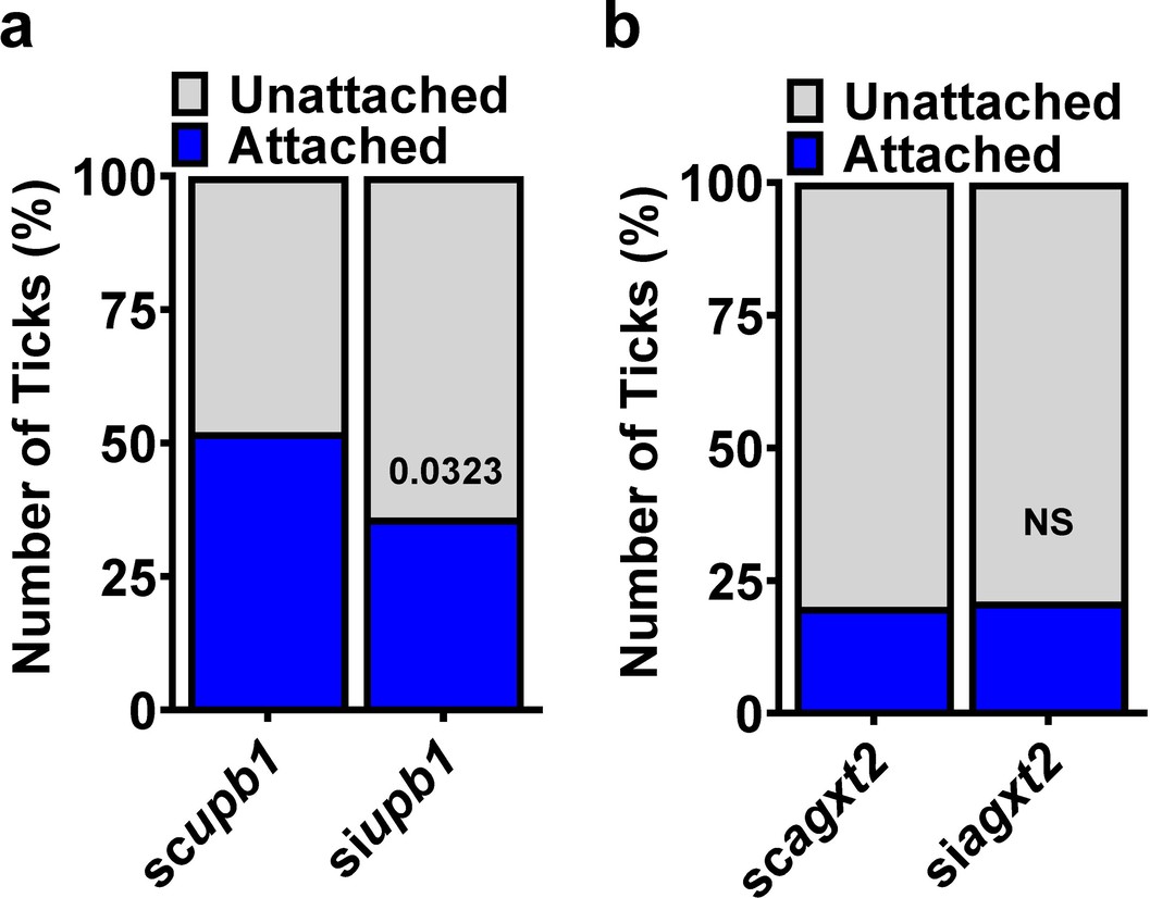 Extended Data Fig. 5: Attachment of ticks silenced for genes associated with the D-BAIBA metabolism.