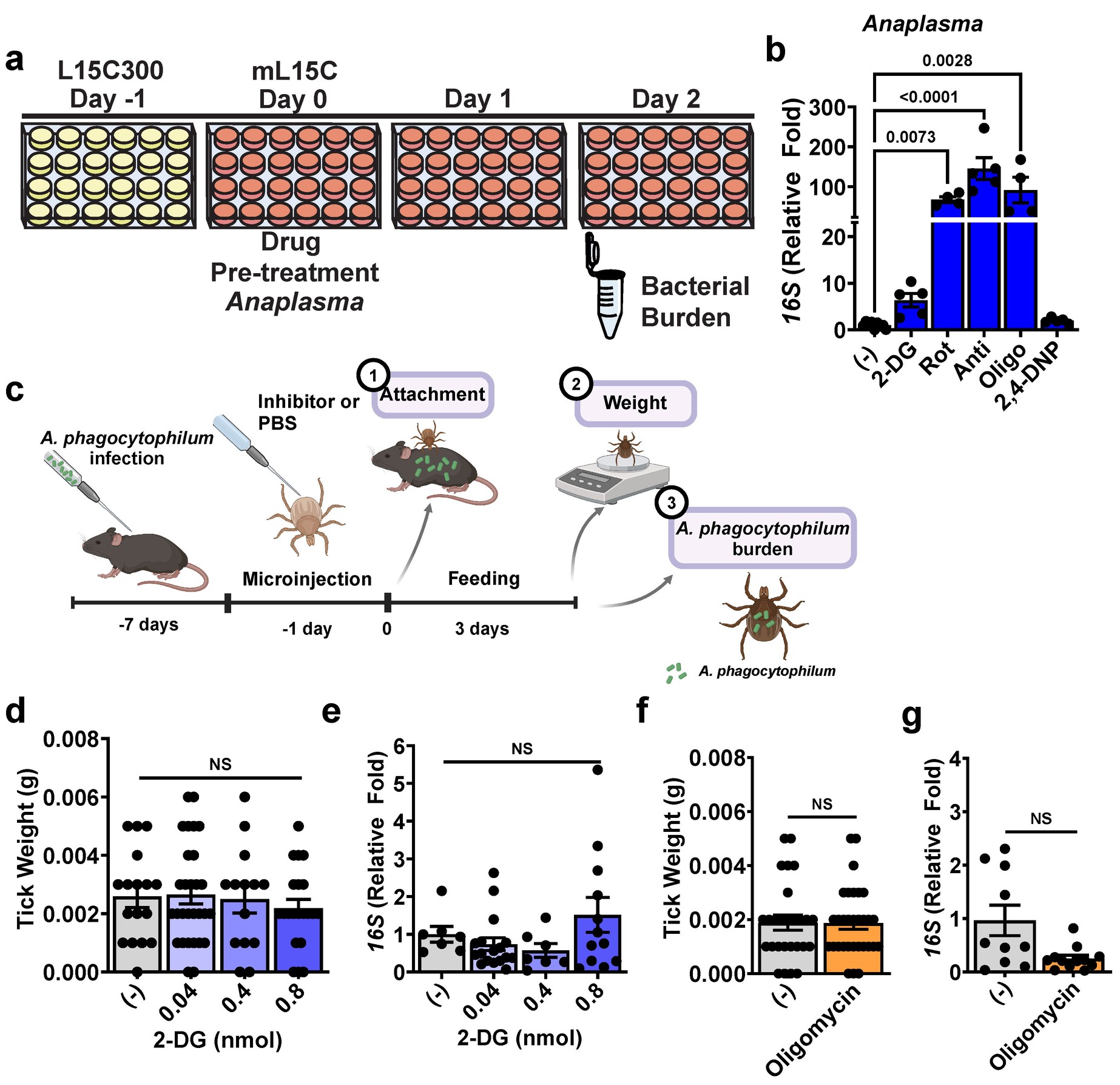 Extended Data Fig. 3: A. phagocytophilum infection in response to bioenergetic alterations.