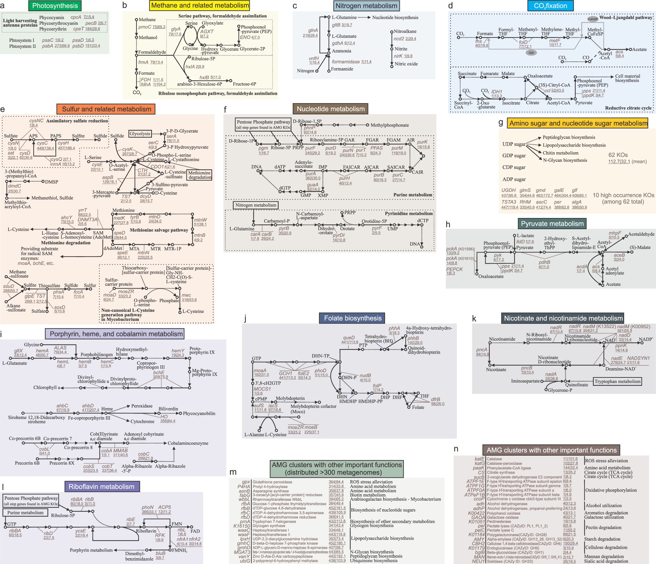 Extended Data Fig. 2: AMG metabolisms and functions.