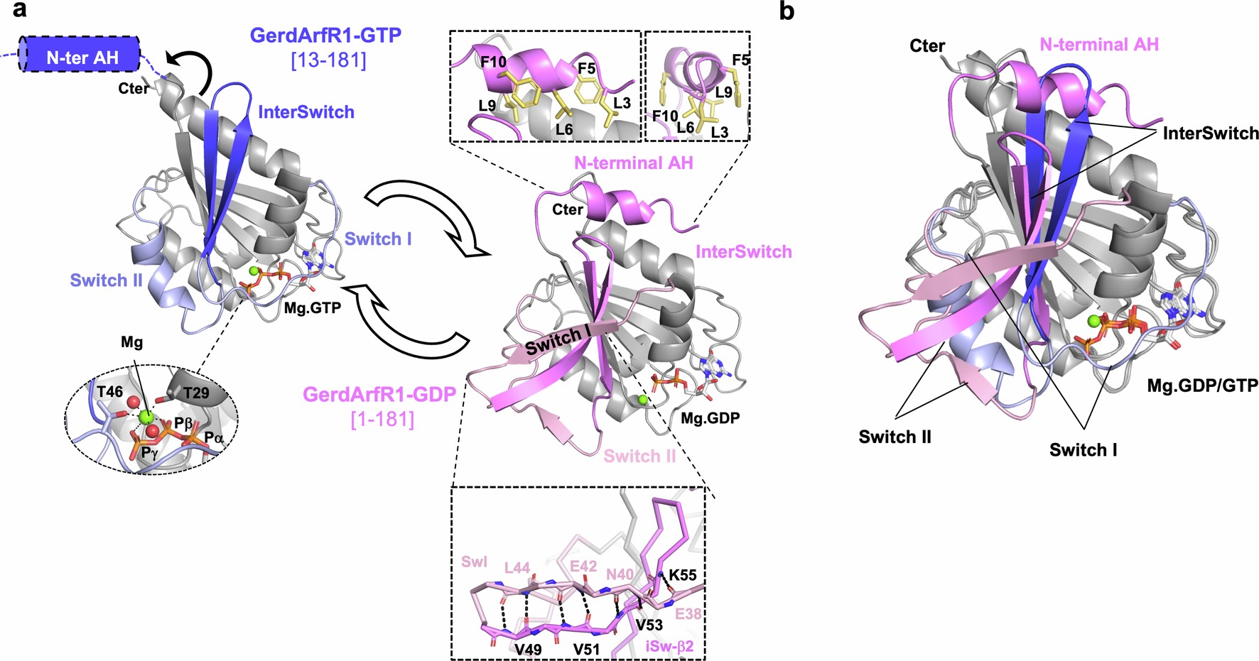 Extended Data Fig. 5: GDP/GTP structural cycle of GerdArfR1.