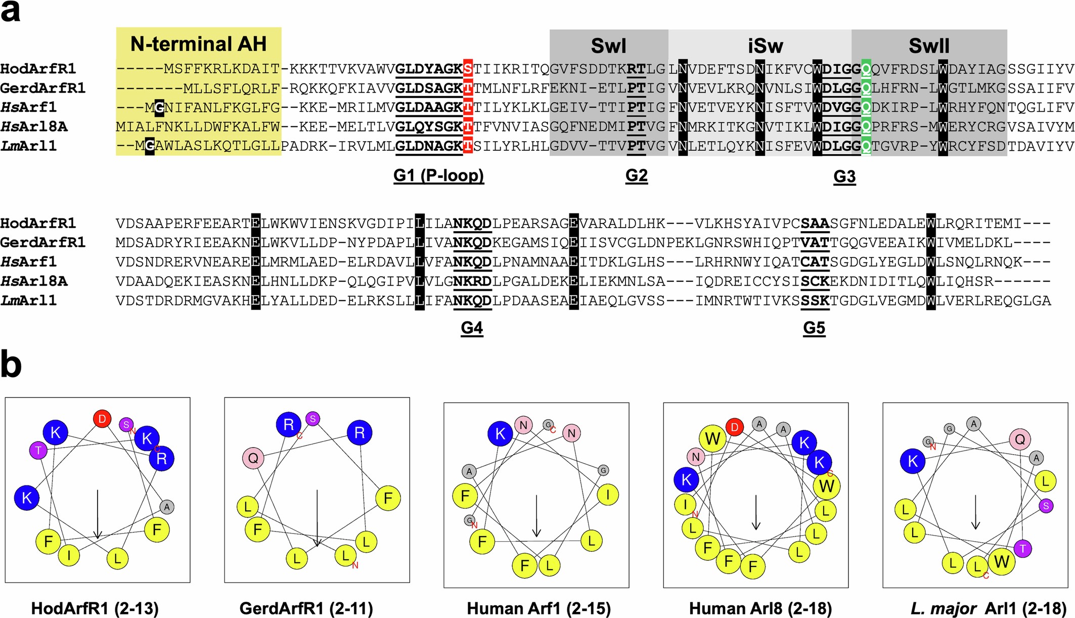 Extended Data Fig. 3: Comparison of ArfR and eukaryotic Arf family sequences.