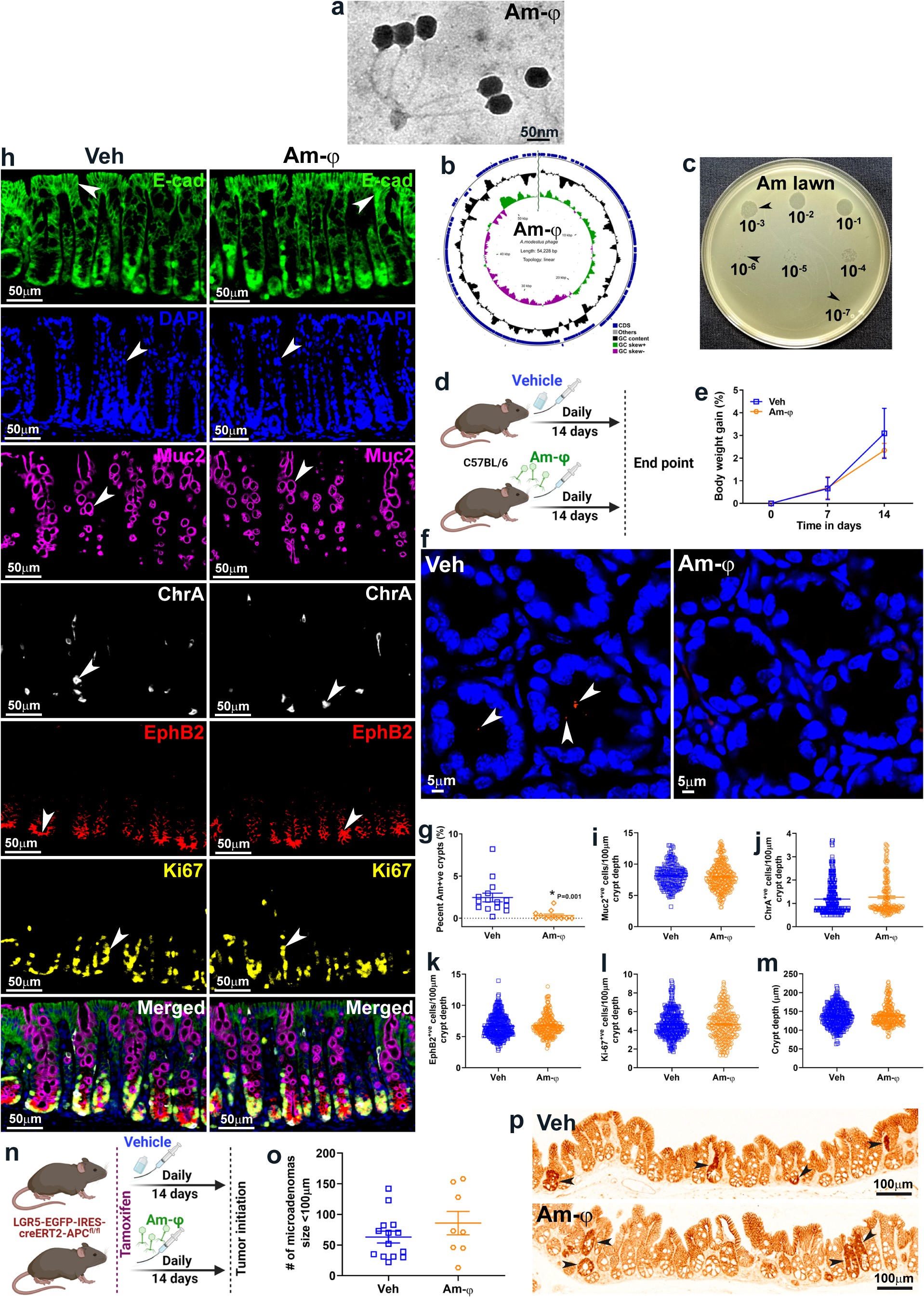 Extended Data Fig. 8: Bacteriophage mediated removal of A. modestus from the cryptic niche.