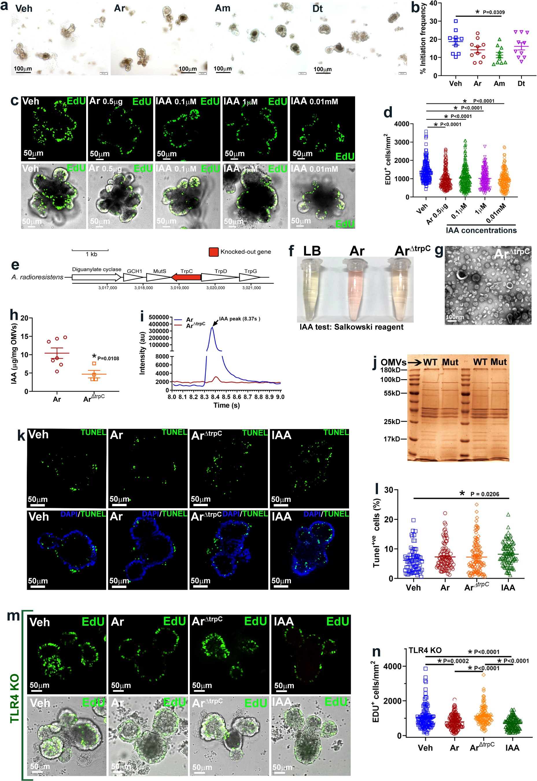 Extended Data Fig. 1: A. radioresistens influences cellular proliferation in an IAA-dependent pathway.