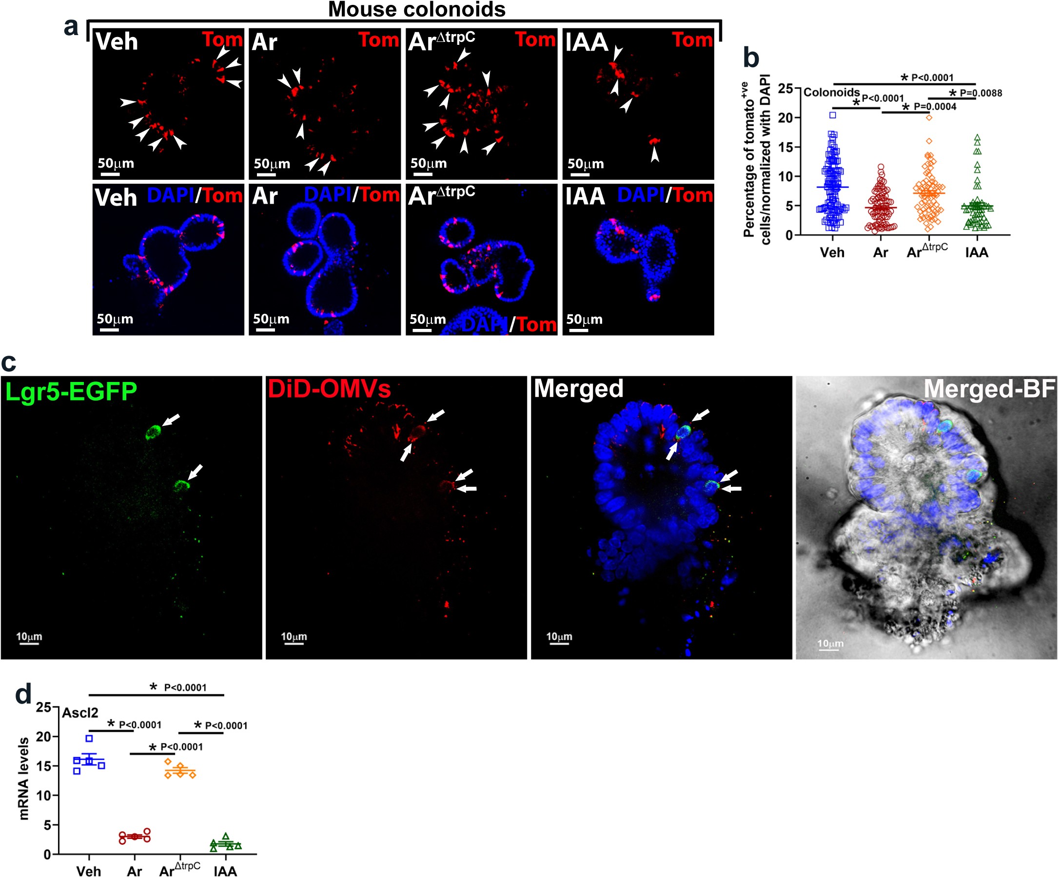 Extended Data Fig. 3: A. radioresistens crosstalk with the colonic stem cells.
