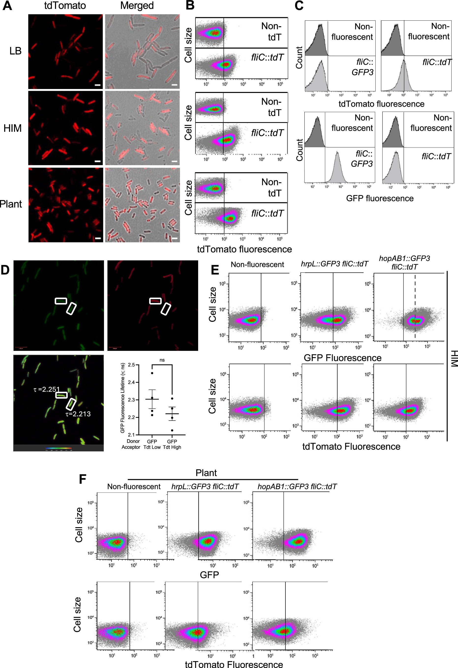 Extended Data Fig. 3: Flagella display heterogenous expression in Pseudomonas syringae.