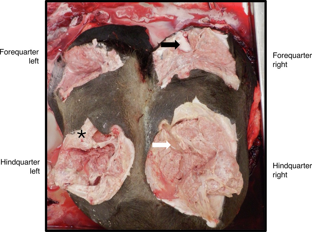 Extended Data Fig. 1: Gross pathology of mammary gland from Cow #6.