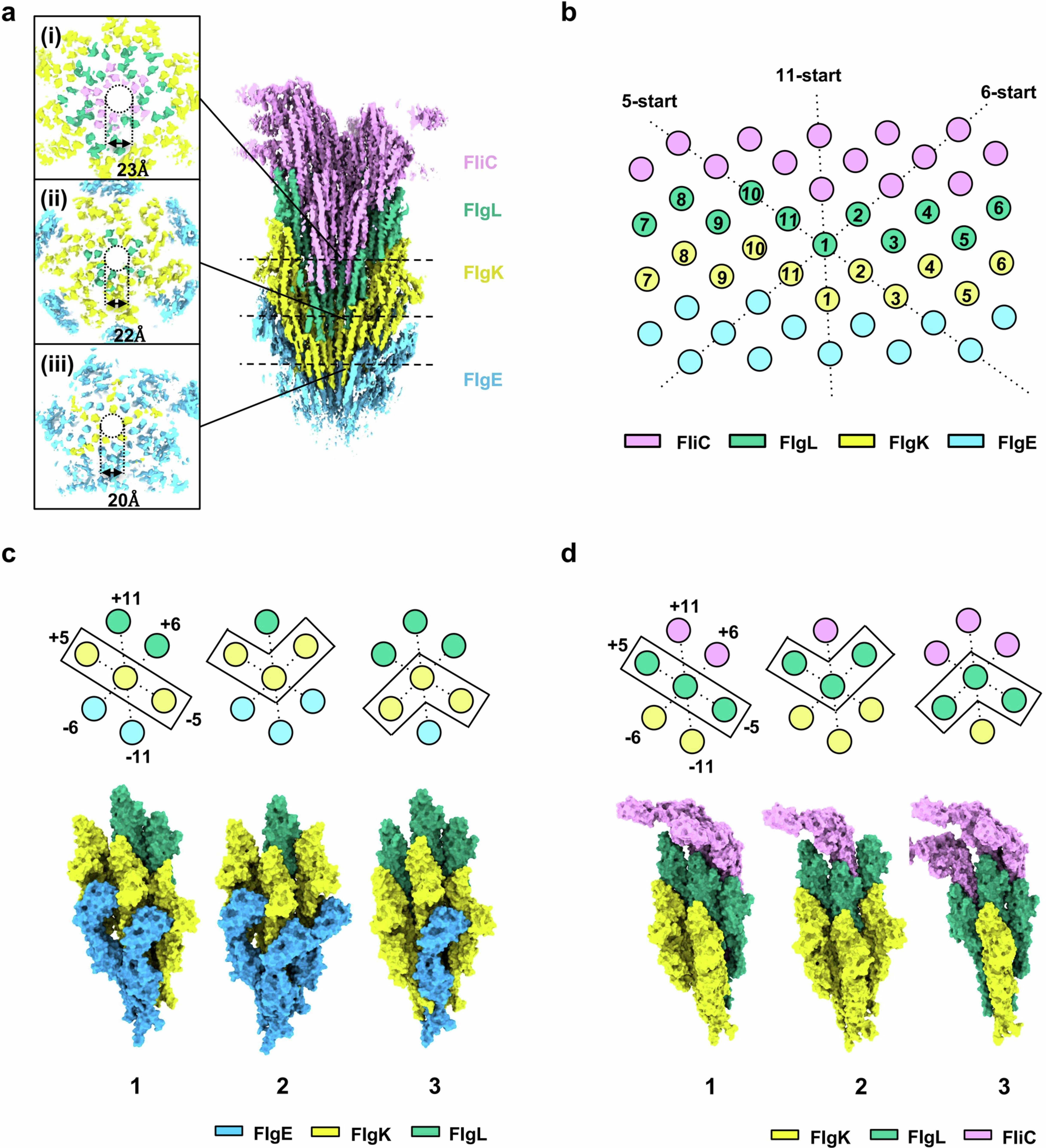 Extended Data Fig. 6: Details of the interactions of FlgK and FlgL with neighbouring subunits.