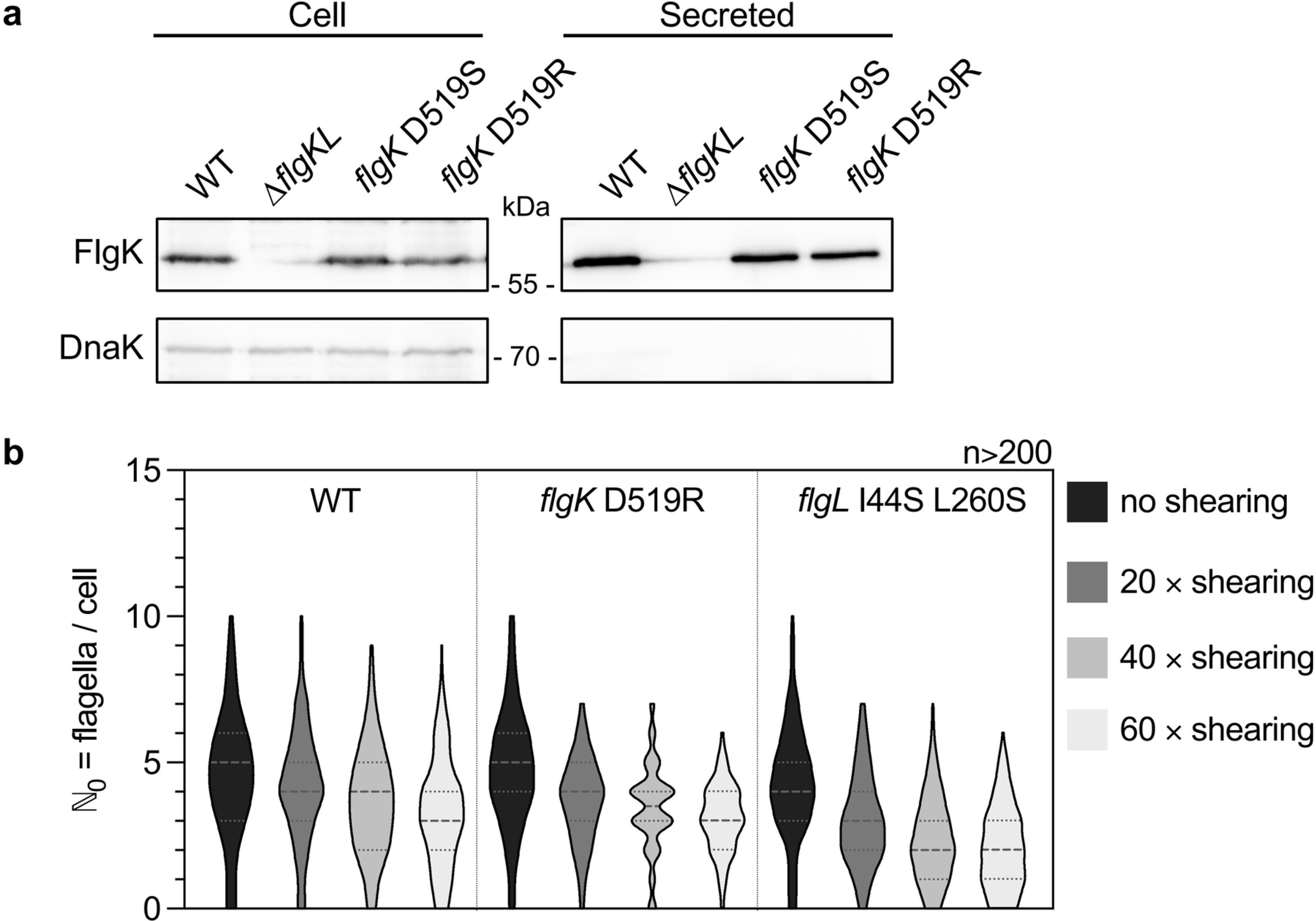 Extended Data Fig. 8: FlgK mutant variants are secreted in comparable amounts to WT FlgK and flagella of FlgKL interface mutants are more prone to break.