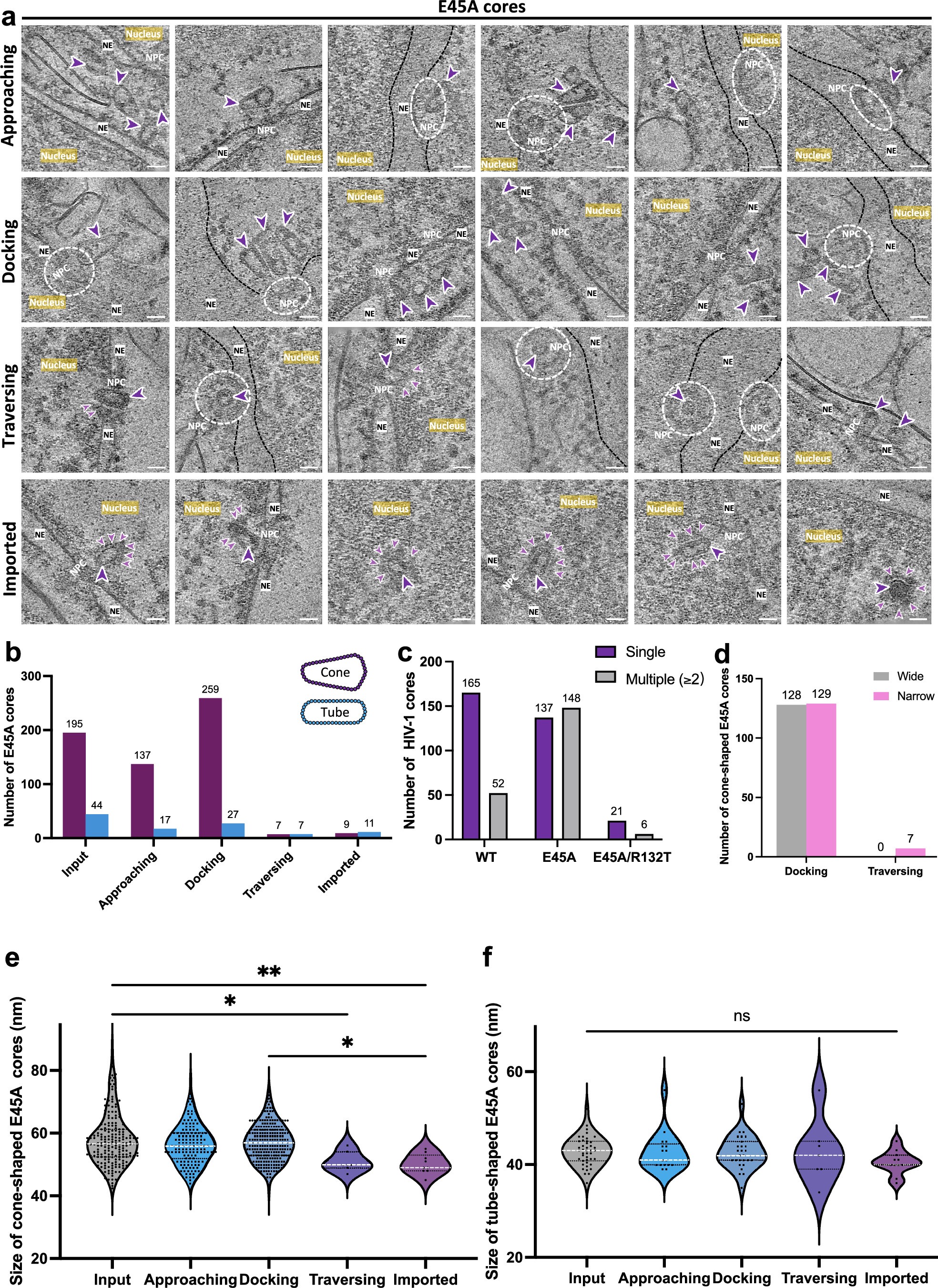 Extended Data Fig. 8: Characterisation of HIV-1 E45A core nuclear import.