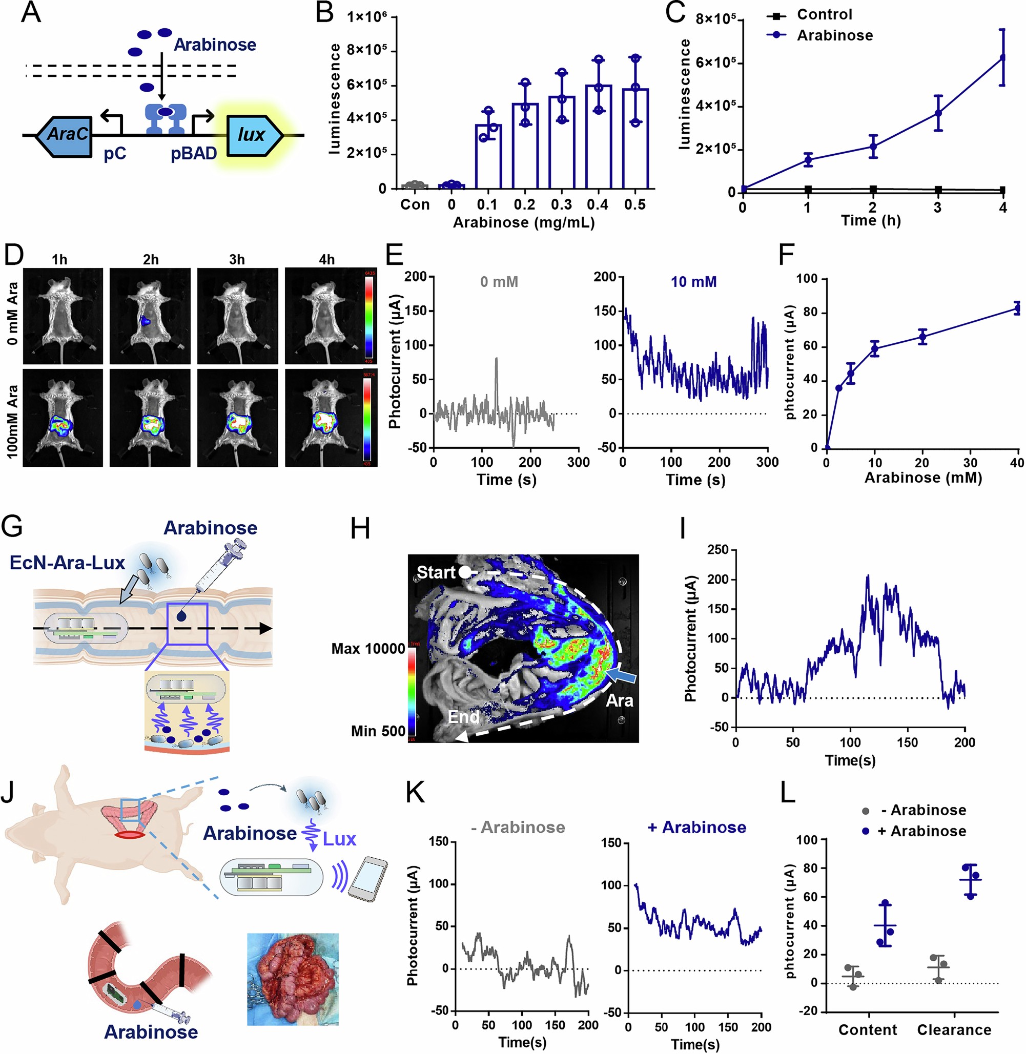 Extended Data Fig. 5: Simulation experiments to test bioluminescence of EcN-Ara-Lux.
