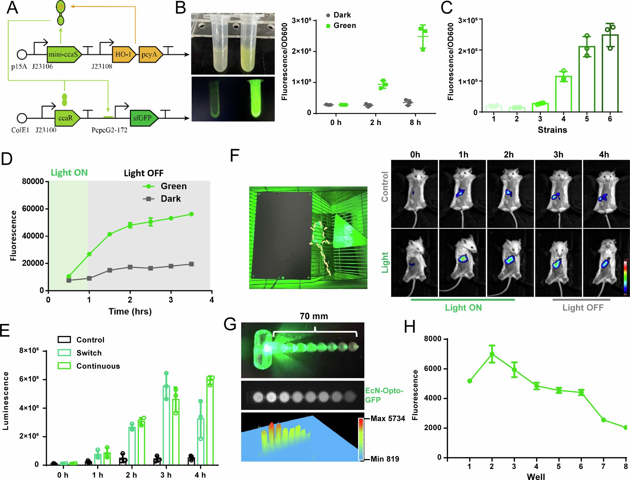 Extended Data Fig. 6: Characterization of EcN equipped with CcaS-CcaR optogenetic circuit.