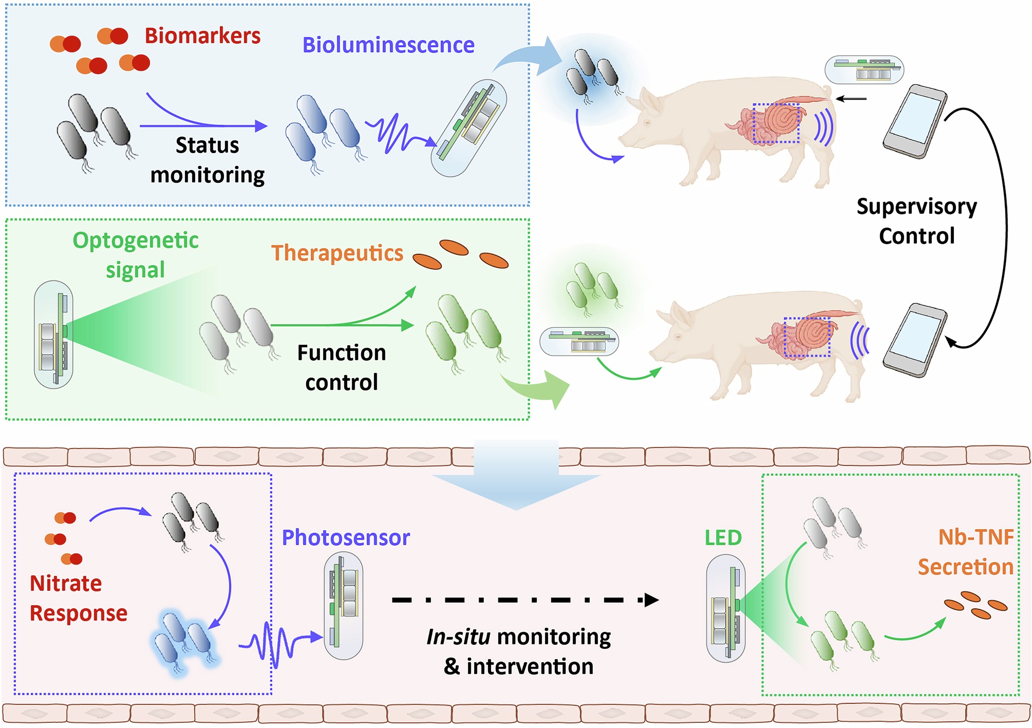 Extended Data Fig. 1: Illustration of monitoring and control of intestinal engineered microbes via optoelectronic capsules.