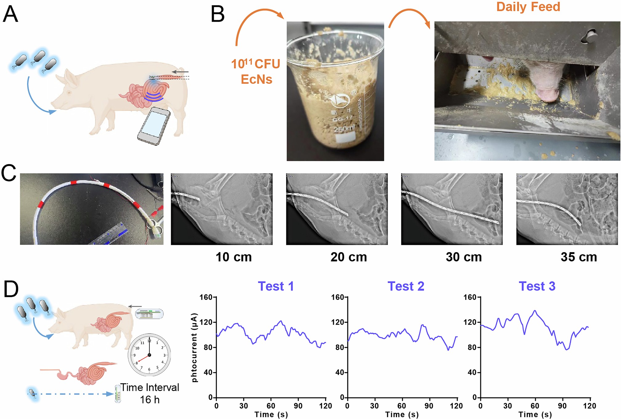 Extended Data Fig. 3: Monitoring of EcN-Lux in pig’s daily feed via optoelectronic capsule.