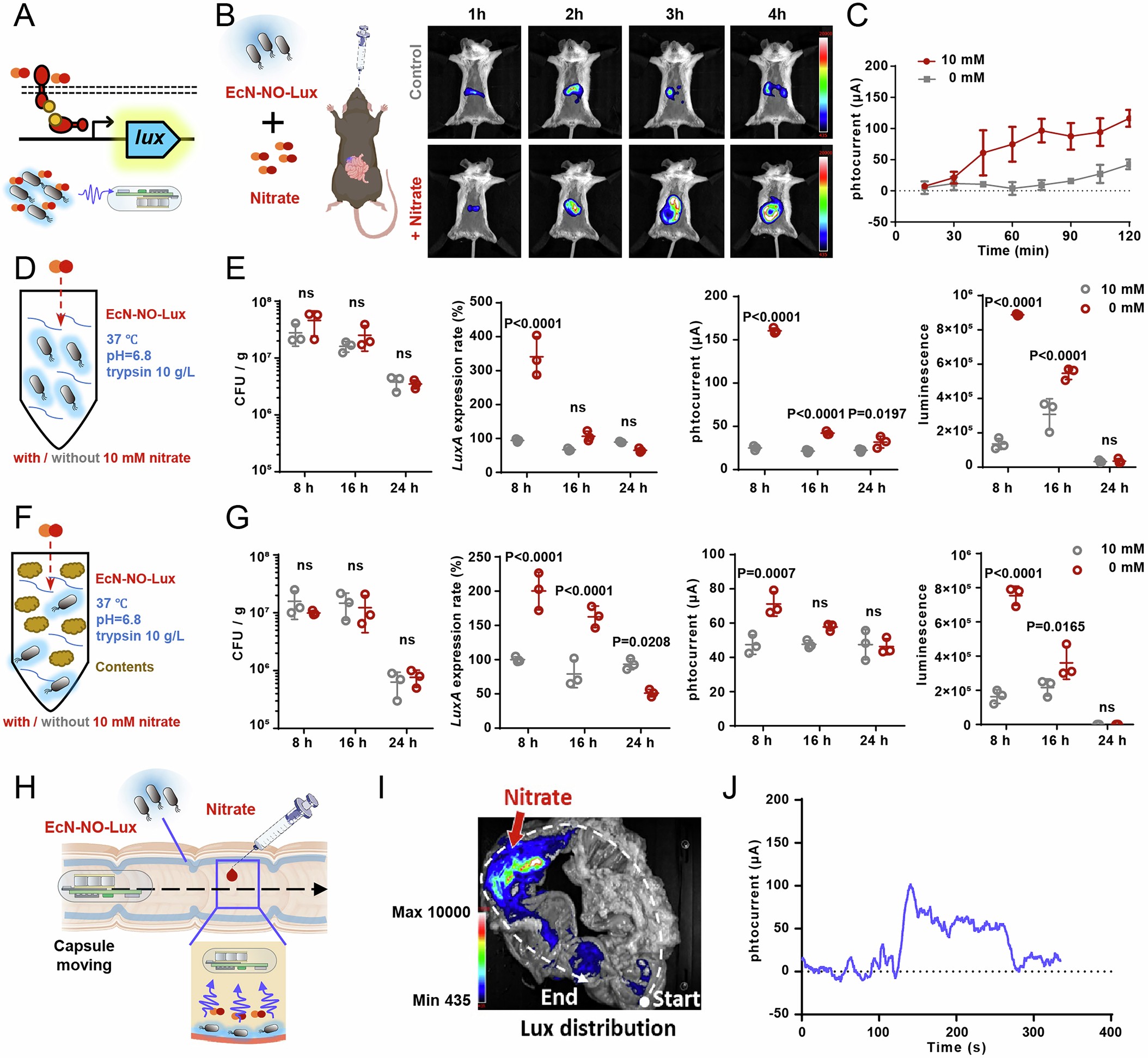 Extended Data Fig. 4: Simulation experiments to test bioluminescence of EcN-NO-Lux.