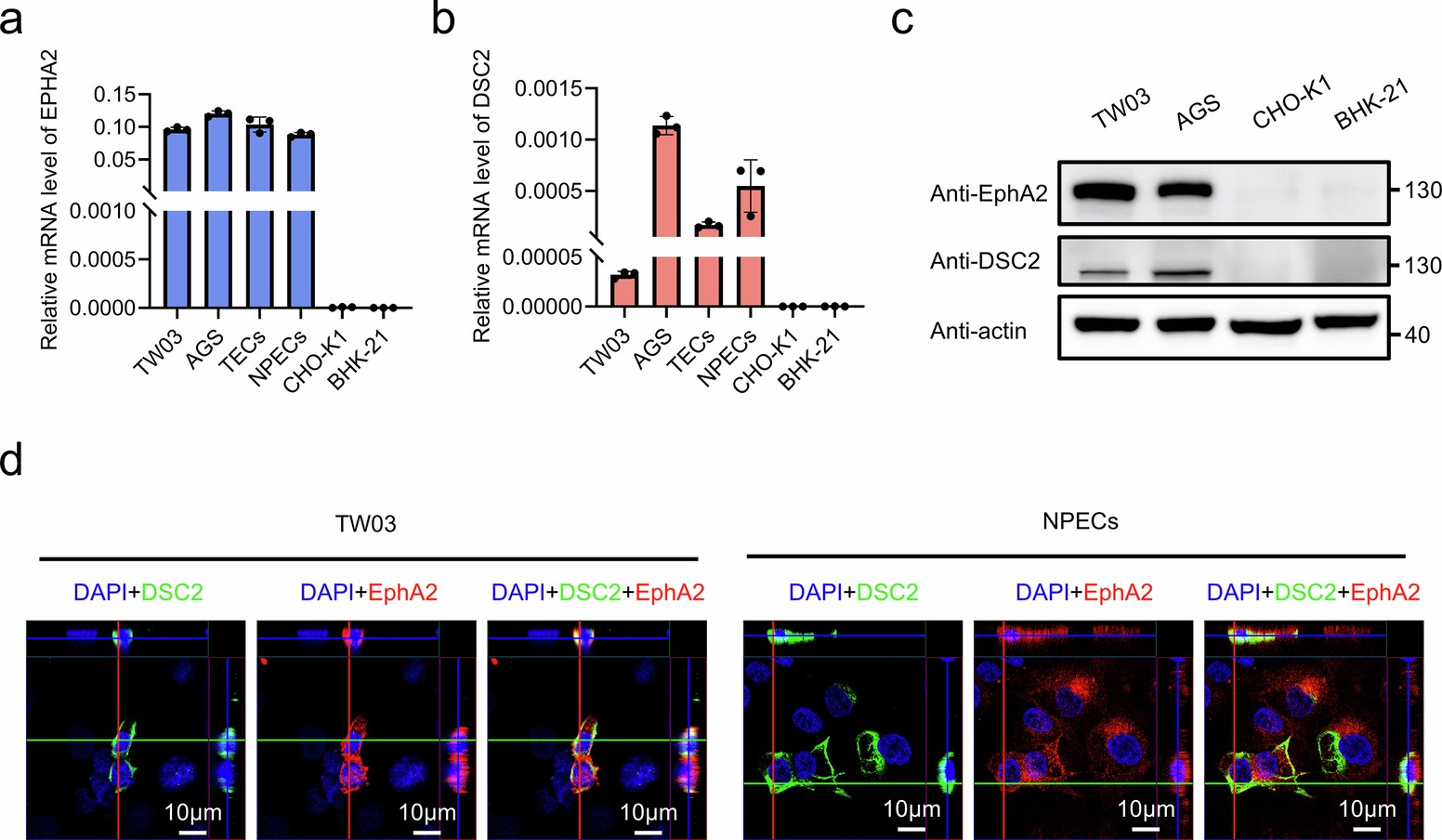 Extended Data Fig. 8: Cellular surface expression of DSC2 and EphA2.