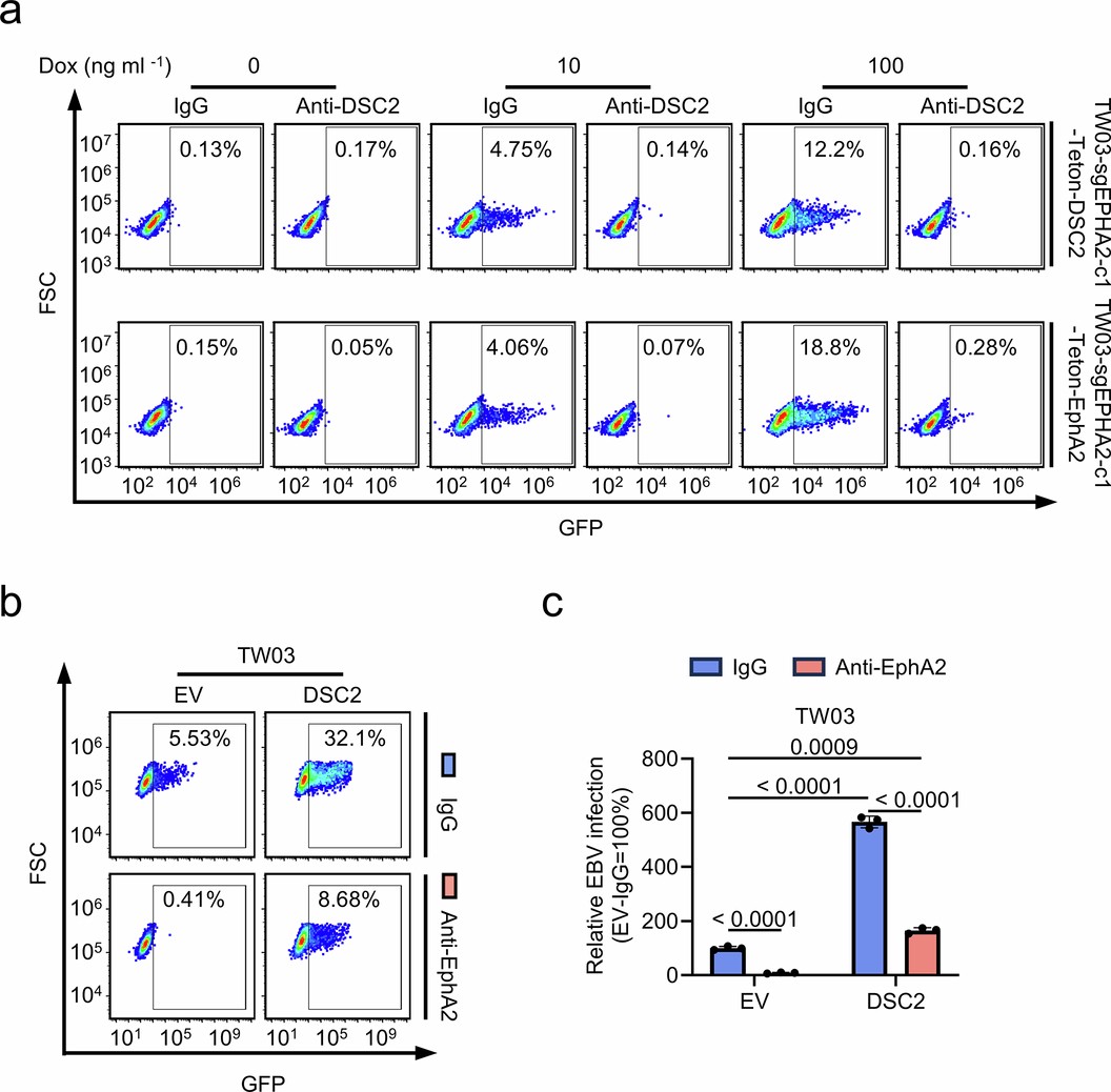 Extended Data Fig. 9: DSC2 restores EBV infectivity in EPHA2 knockout and EphA2 blocking antibody-treated epithelial cells.