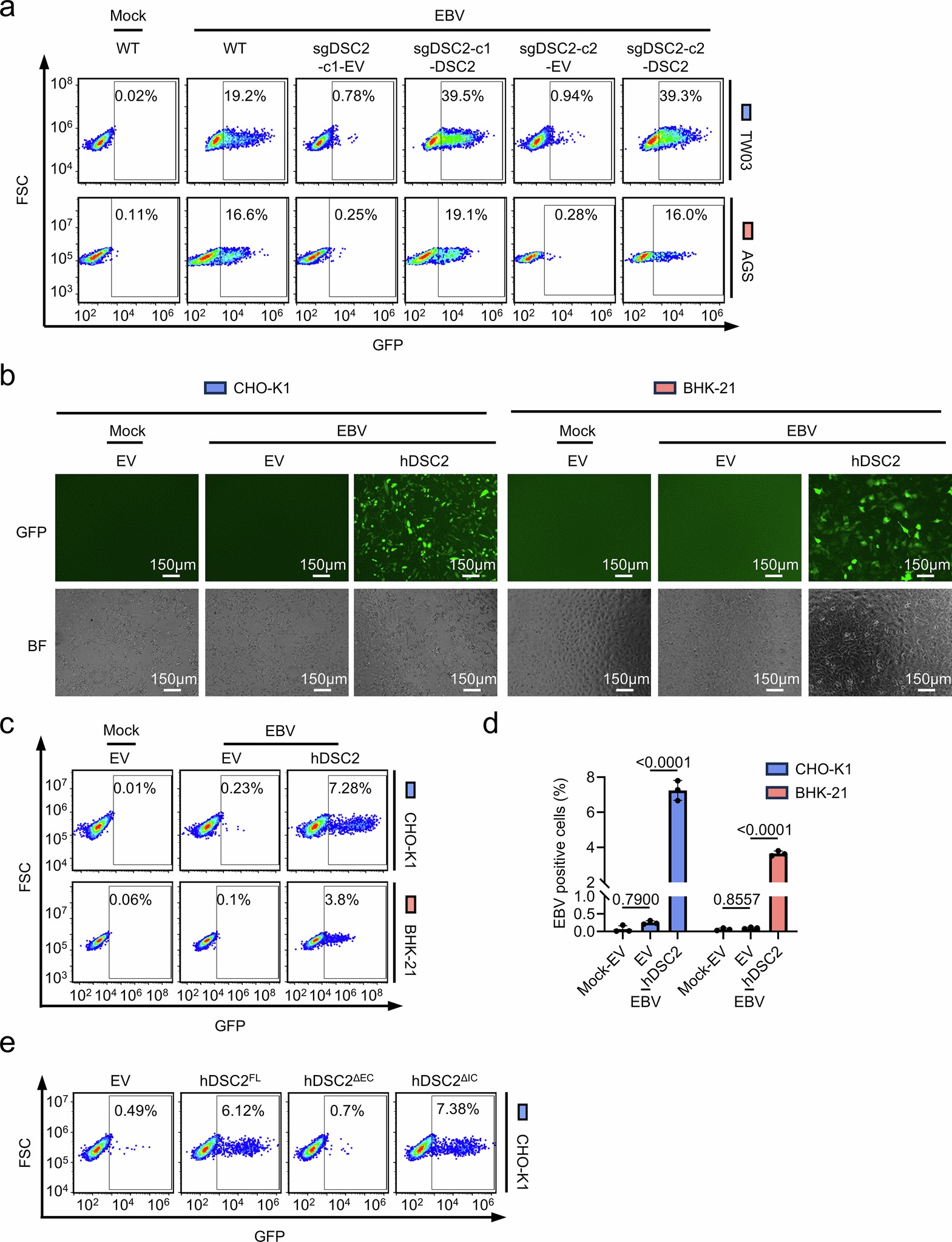 Extended Data Fig. 2: DSC2 upregulation restores EBV infectivity in both DSC2 knockout and non-EBV-susceptible cells.