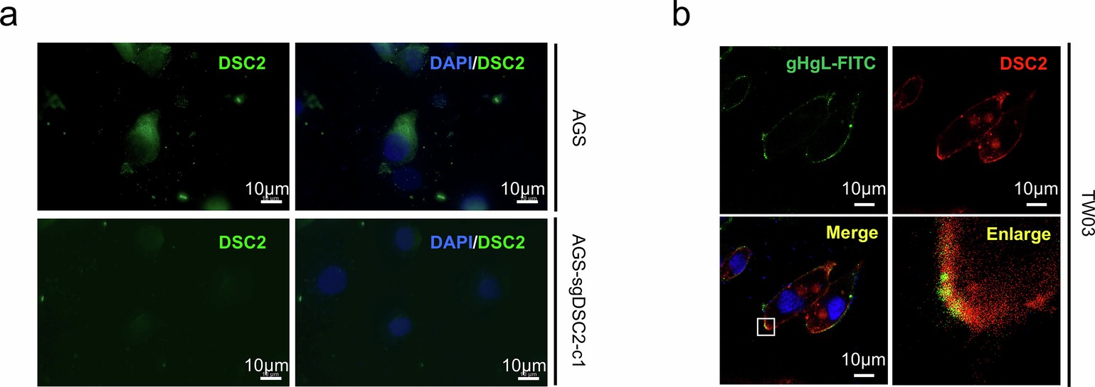 Extended Data Fig. 3: FITC-labeled-gH/gL co-localizes with DSC2 expressed on TW03 cells.