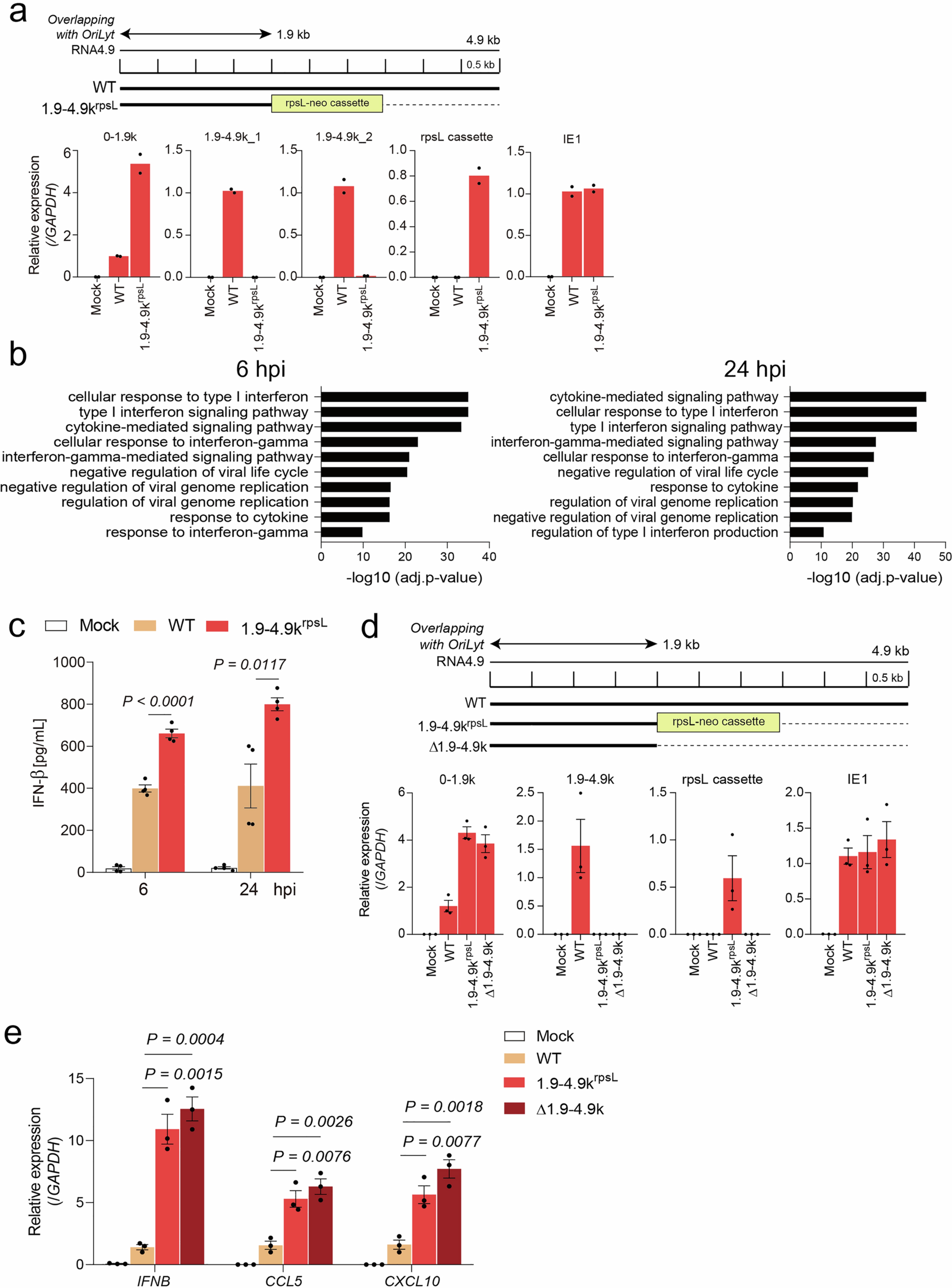 Extended Data Fig. 1: The 1.9–4.9-kb region of RNA4.9 plays a critical role in suppressing innate immune response.