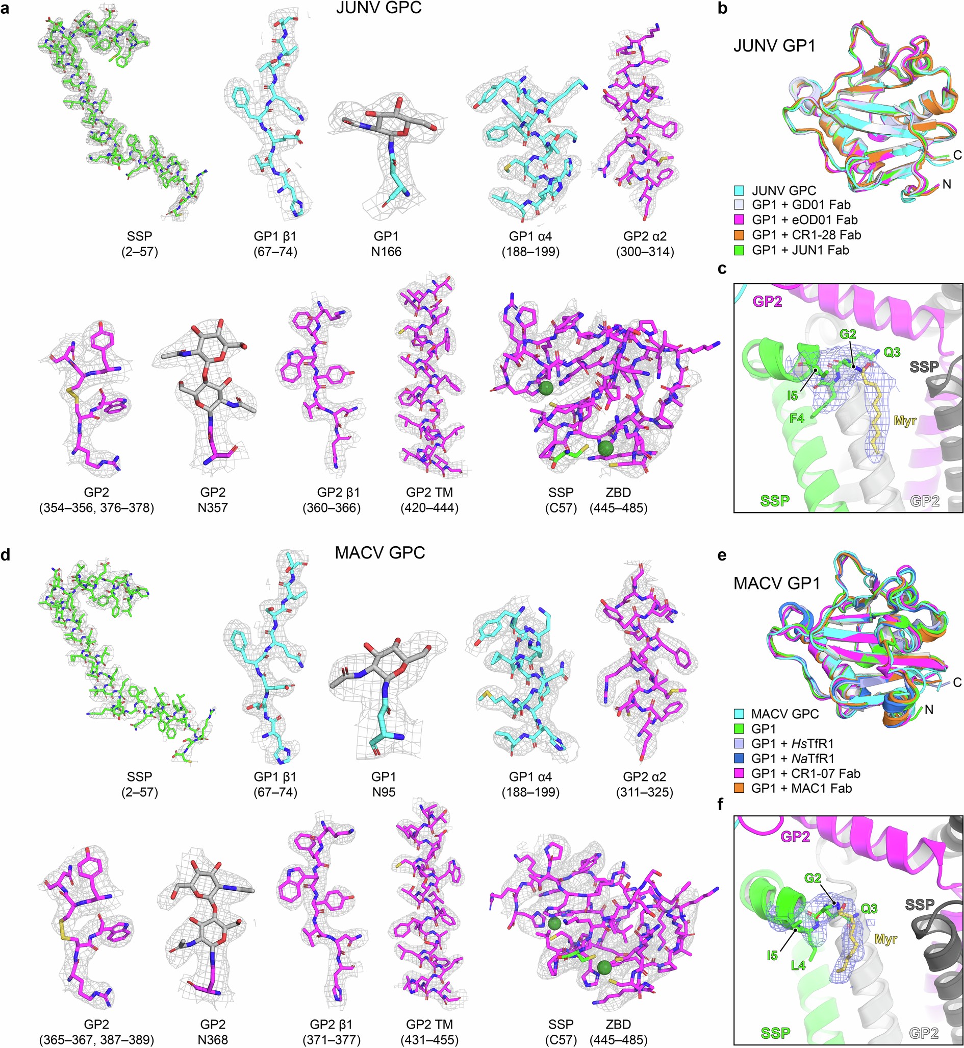 Extended Data Fig. 4: Sample cryo-EM density for JUNV and MACV GPC and comparisons with prior GP1 structures.
