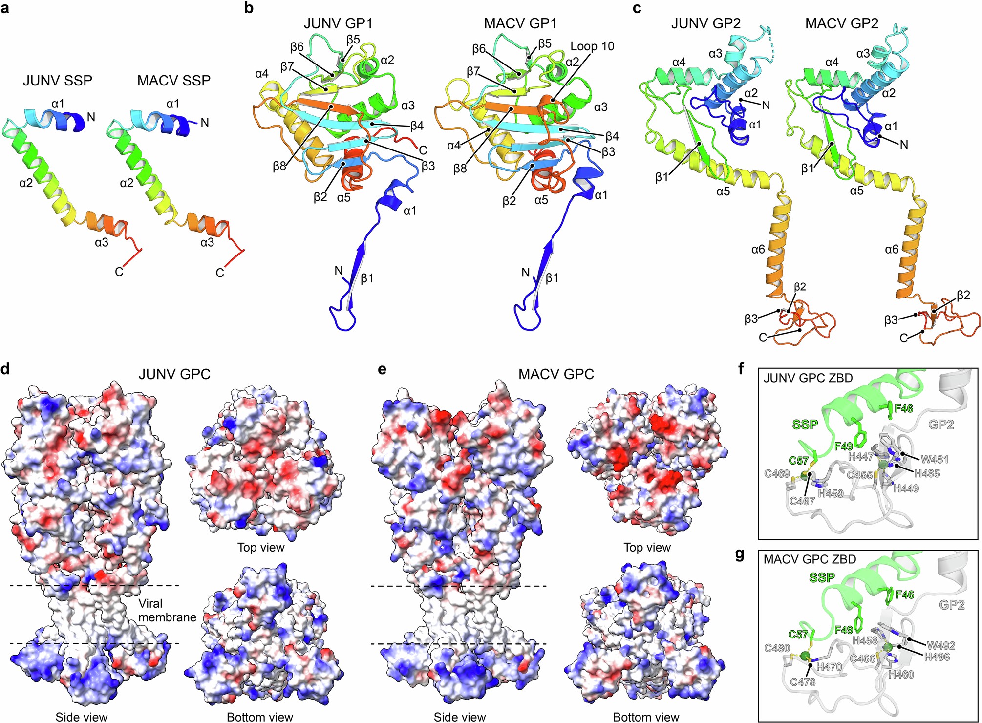 Extended Data Fig. 5: Secondary structure and electrostatic potentials of JUNV and MACV GPC subunits.