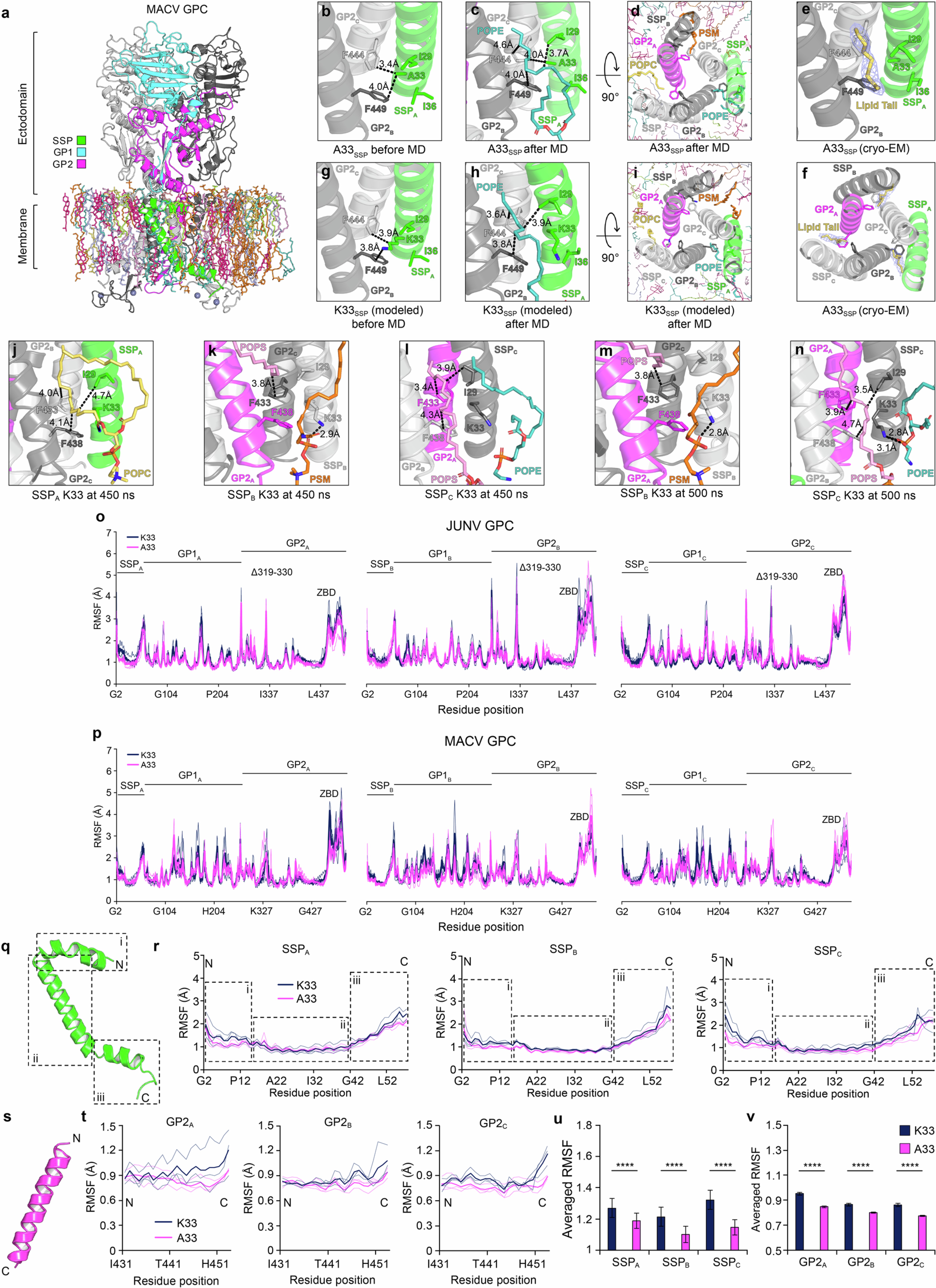 Extended Data Fig. 8: MACV GPC MD simulations and JUNV GPC K33 position during MD simulations.