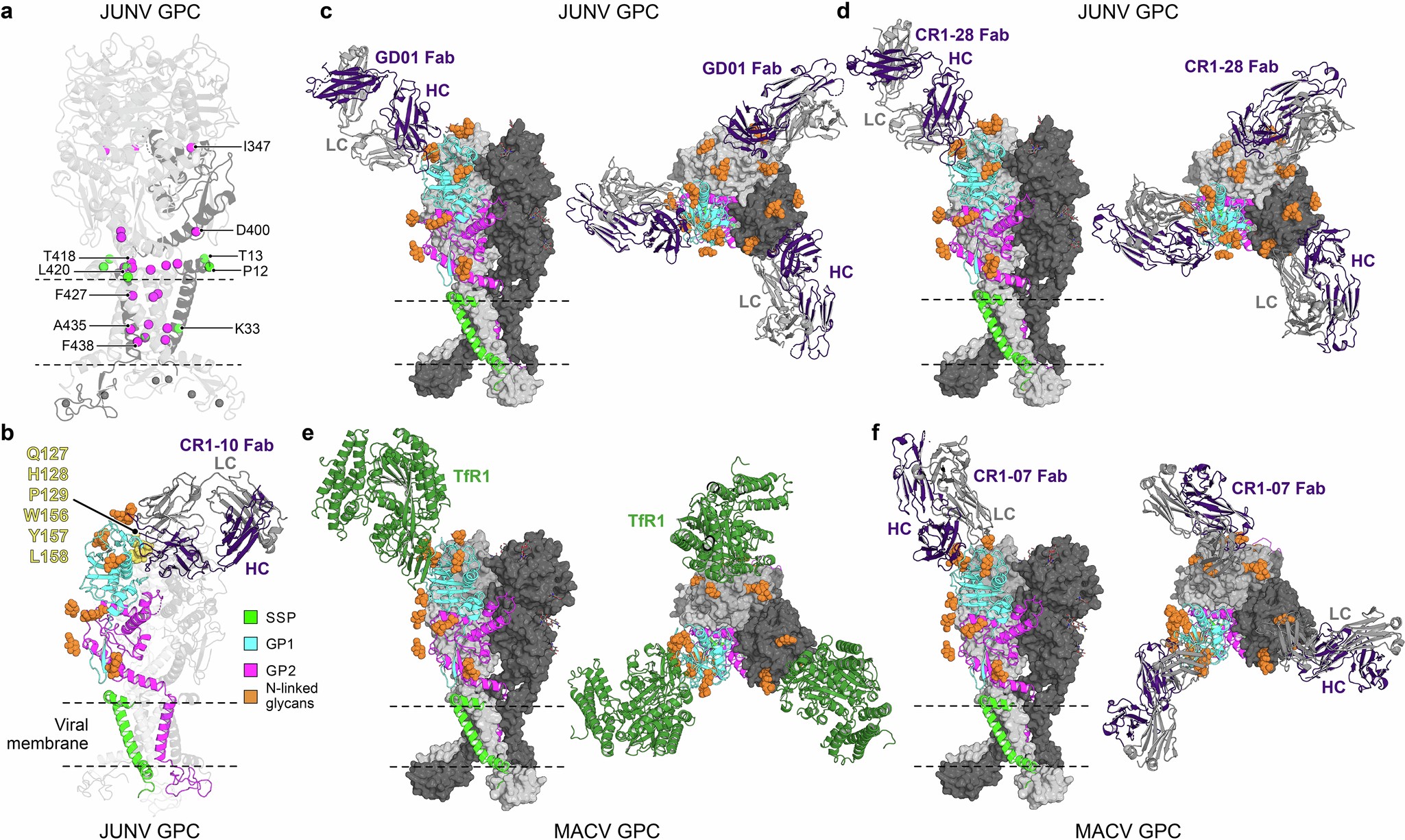 Extended Data Fig. 10: Inhibitor susceptibility determinants and modeling of neutralizing antibody- and receptor-bound JUNV and MACV GPC structures.