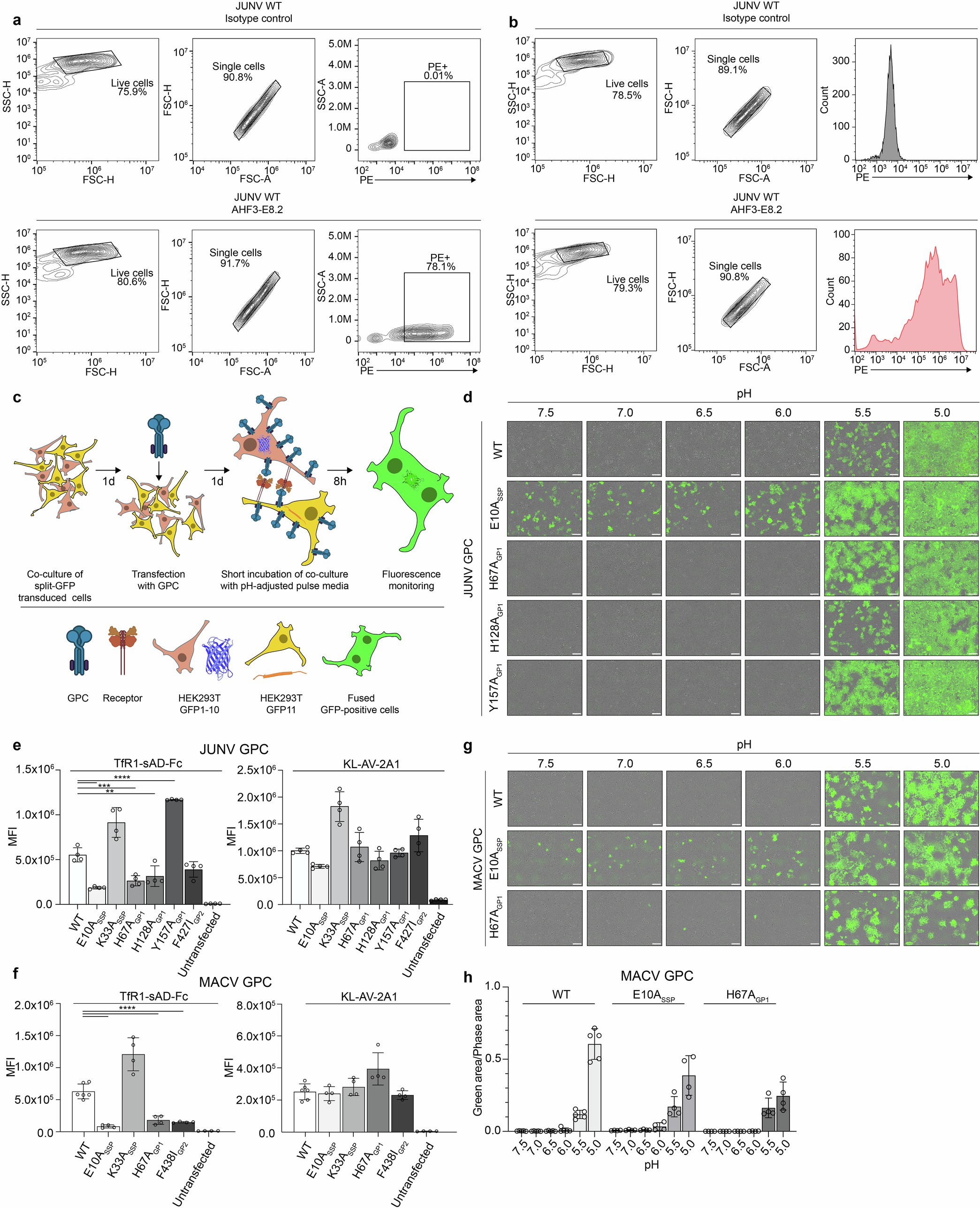 Extended Data Fig. 3: Flow cytometry gating scheme, cell-cell fusion assays, GP2 antibody staining, and effects of GPC mutations on fusion activity.