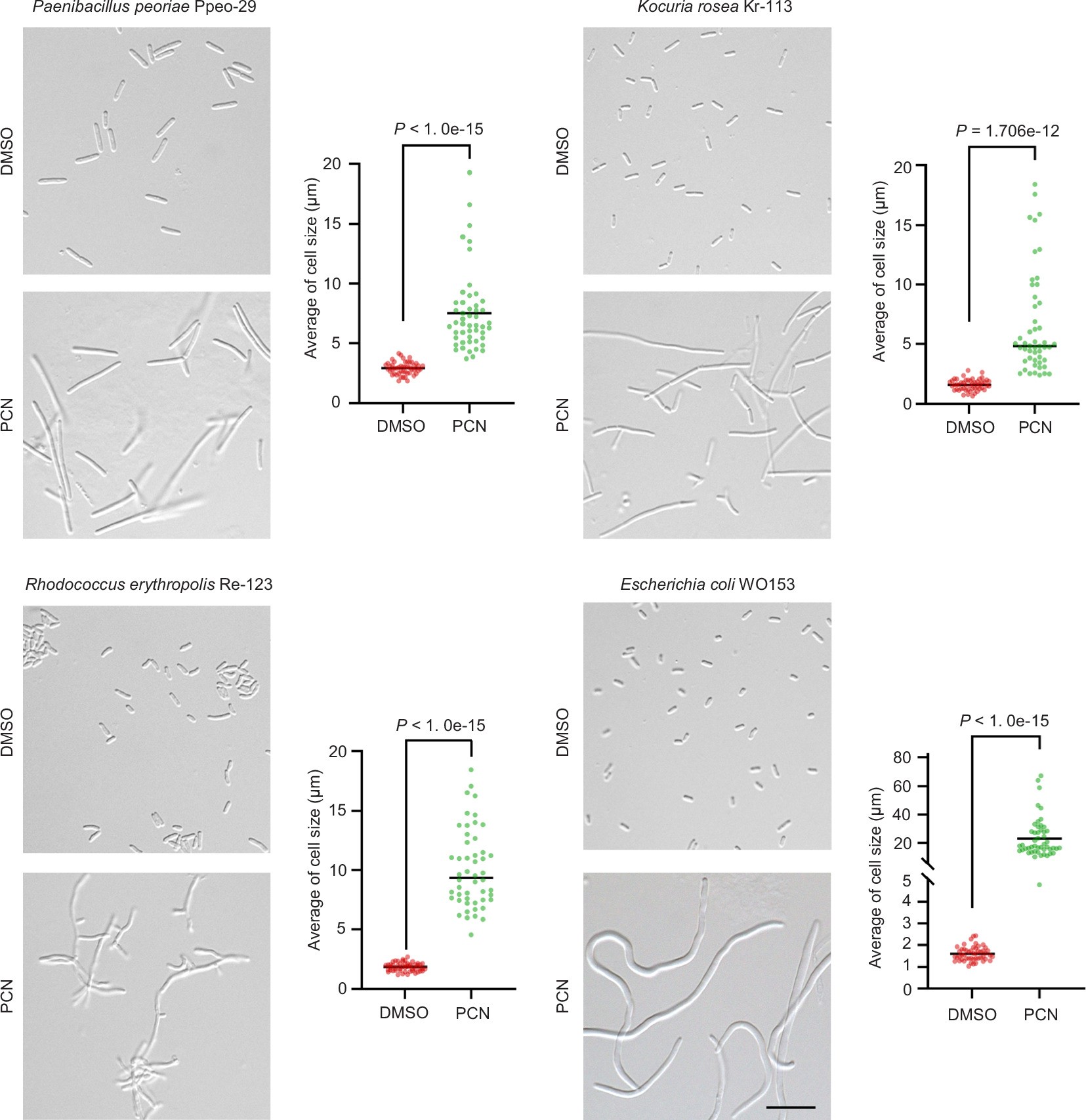 Extended Data Fig. 8: Morphological changes in four PCN-sensitive bacterial strains following PCN treatment.