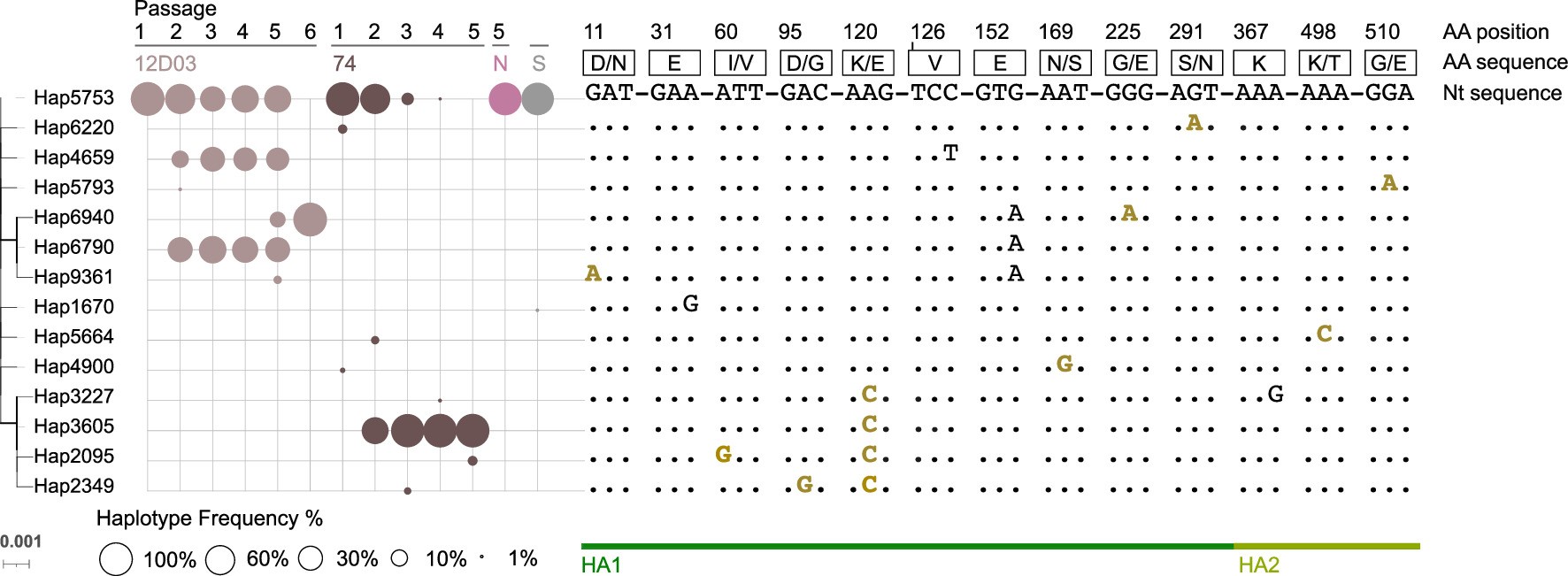 Extended Data Fig. 7: Haplotype Distribution of Passages and Stock of Hemagglutinin.