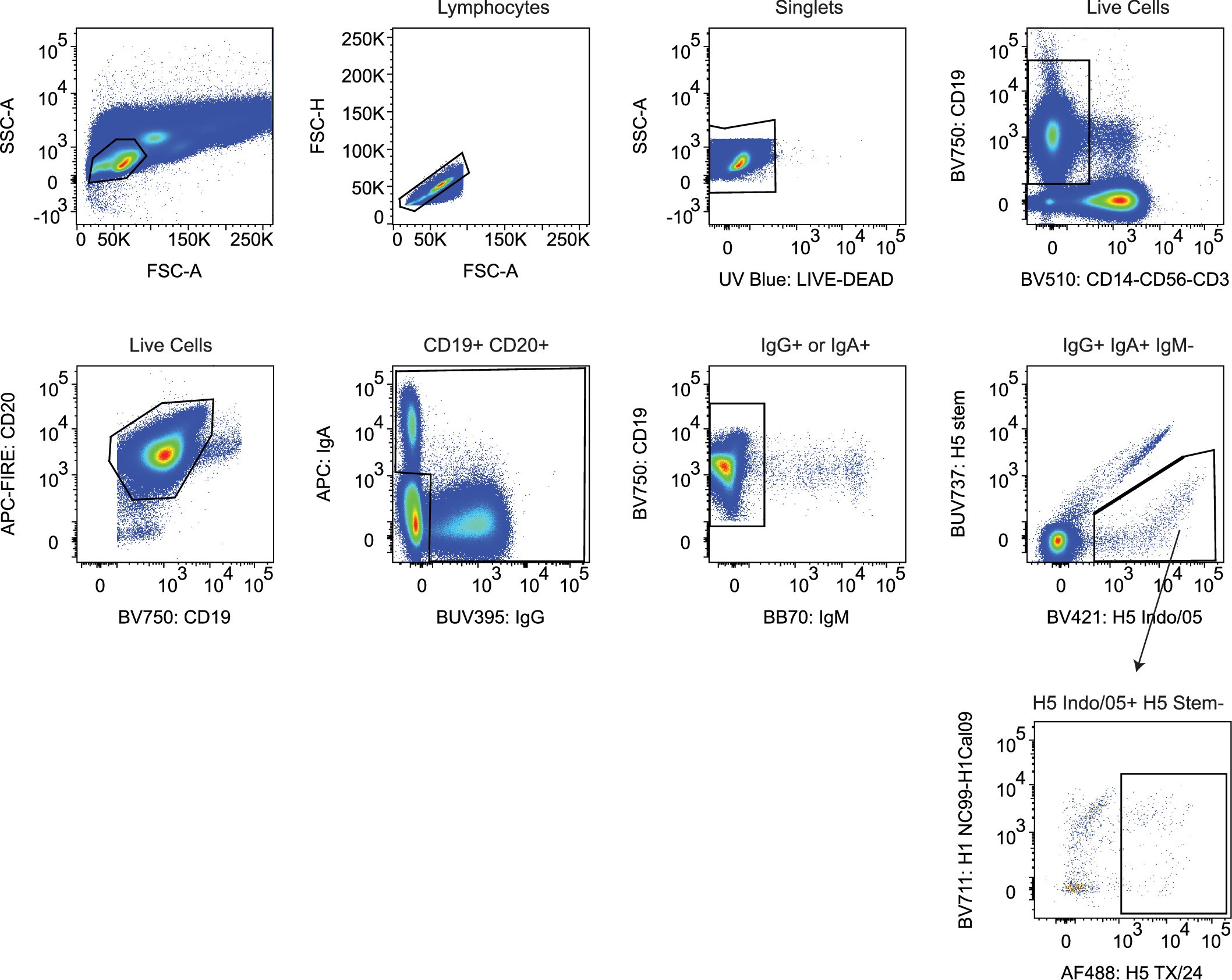 Extended Data Fig. 1: Flow cytometry gating for H5 TX/24 specific B cells.