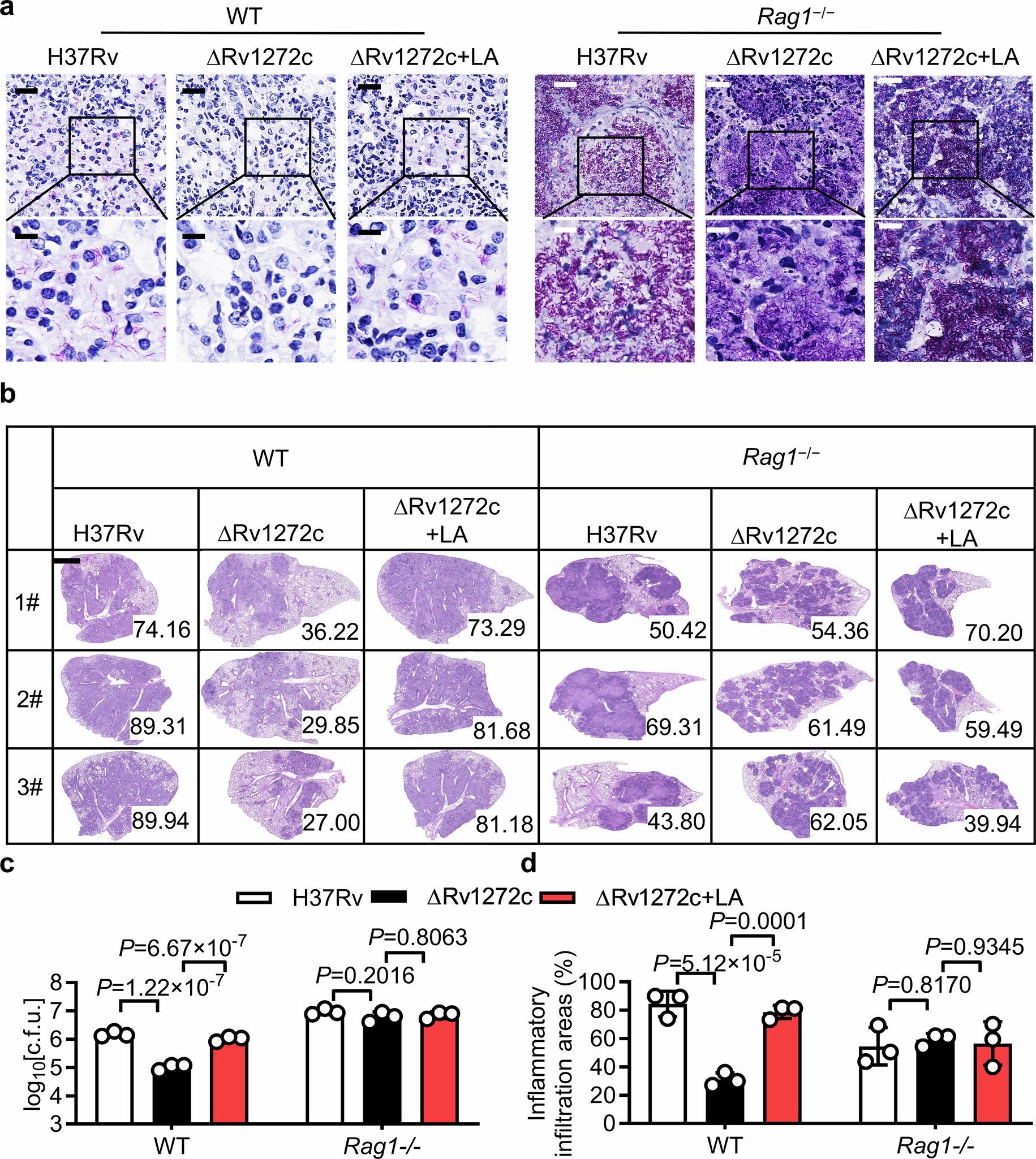 Extended Data Fig. 4: Rv1272c or linoleic acid promotes Mtb survival in vivo via inhibiting adaptive immunity.