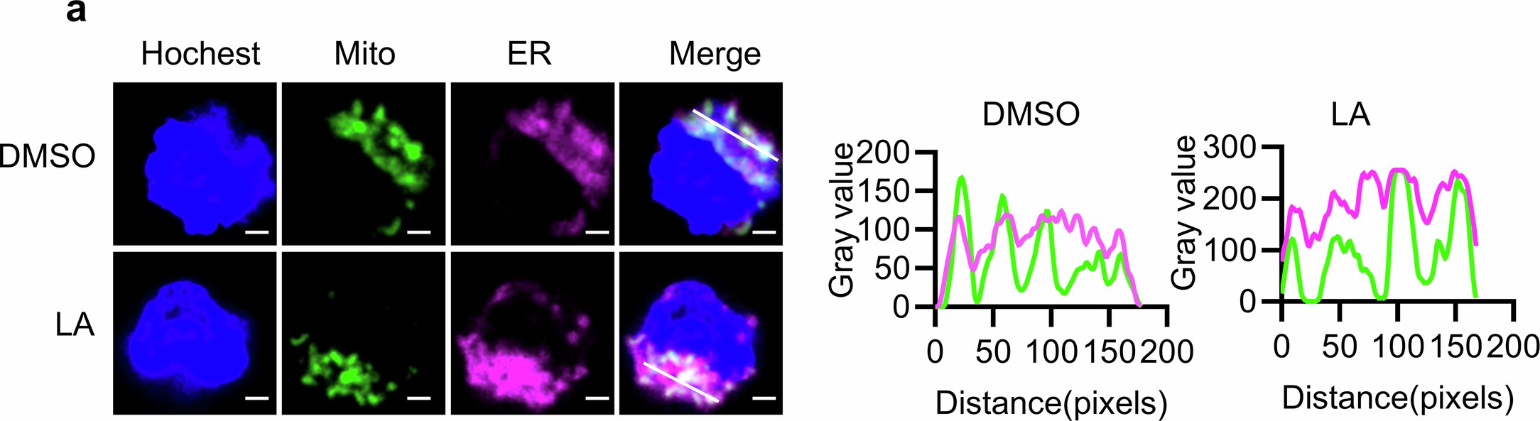 Extended Data Fig. 8: Linoleic acid promotes the formation of mitochondria-associated ER membranes (MAMs).