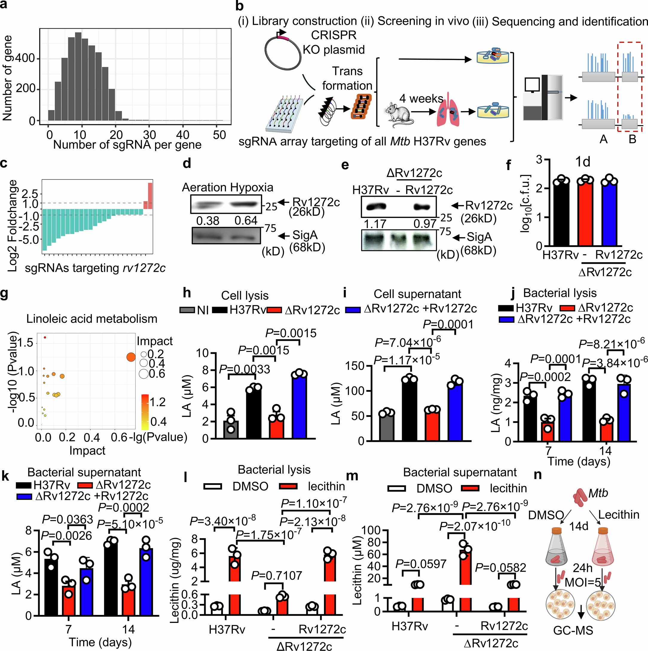 Extended Data Fig. 1: Rv1272c induces linoleic acid export from Mtb-infected macrophages.