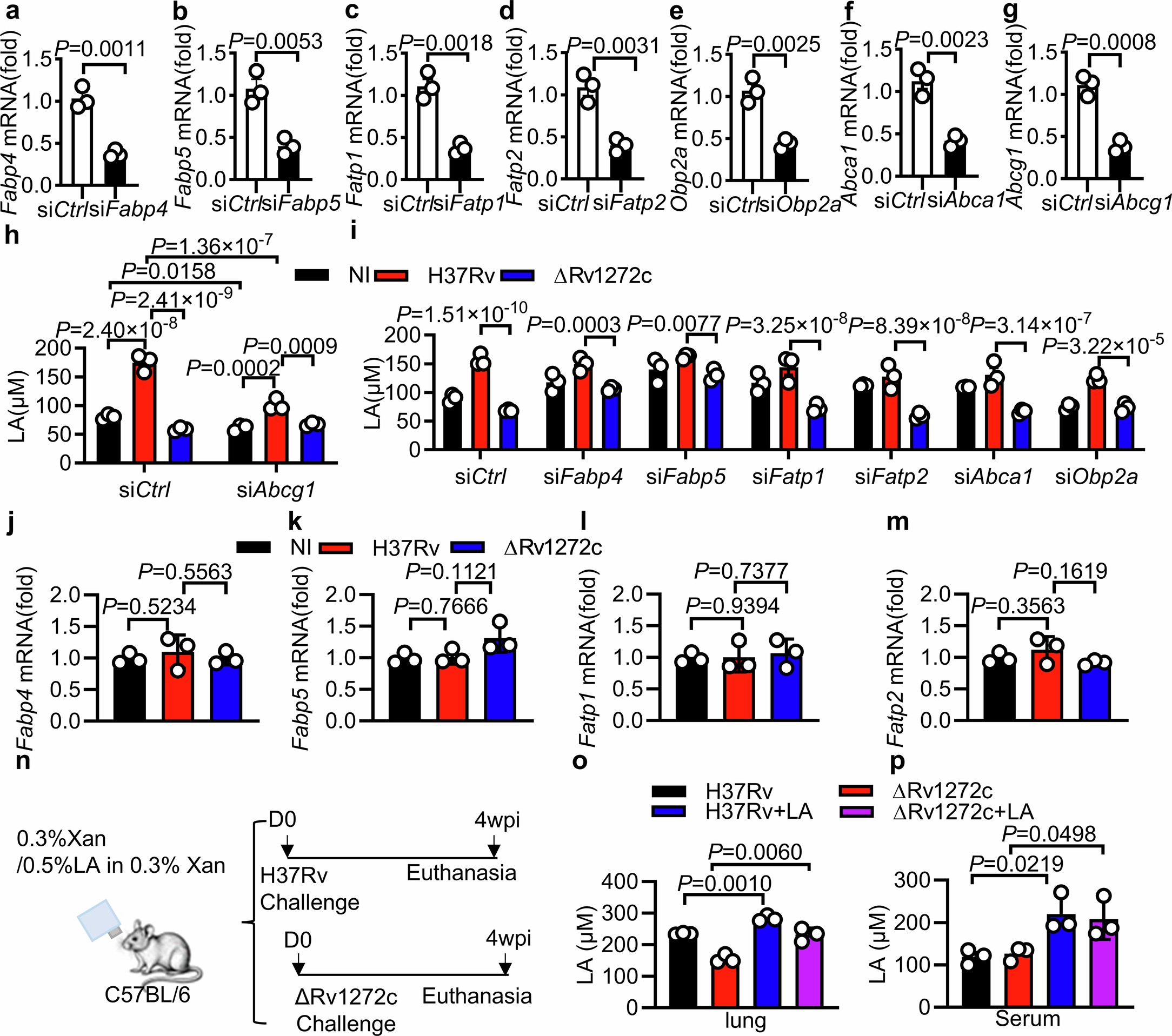 Extended Data Fig. 2: Linoleic acid exports from Mtb-infected macrophages through ATP-binding cassette transporter G1 (ABCG1).