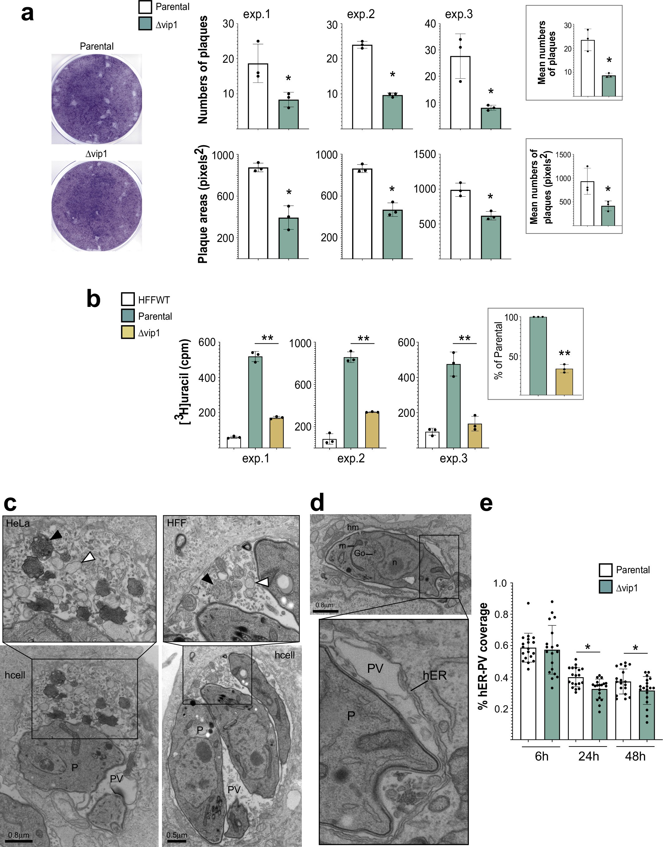 Extended Data Fig. 4: Defects of the ∆TgVIP1 strain.