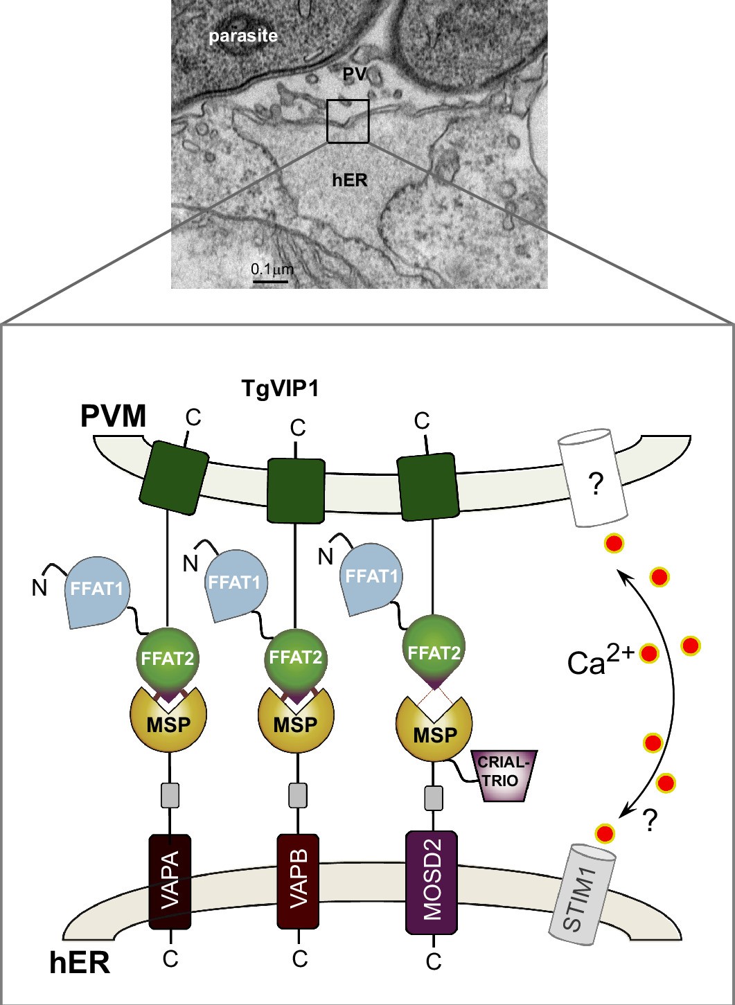 Extended Data Fig. 5: Model of TgVIP1 interaction at the PVM with host VAPs on the ER.