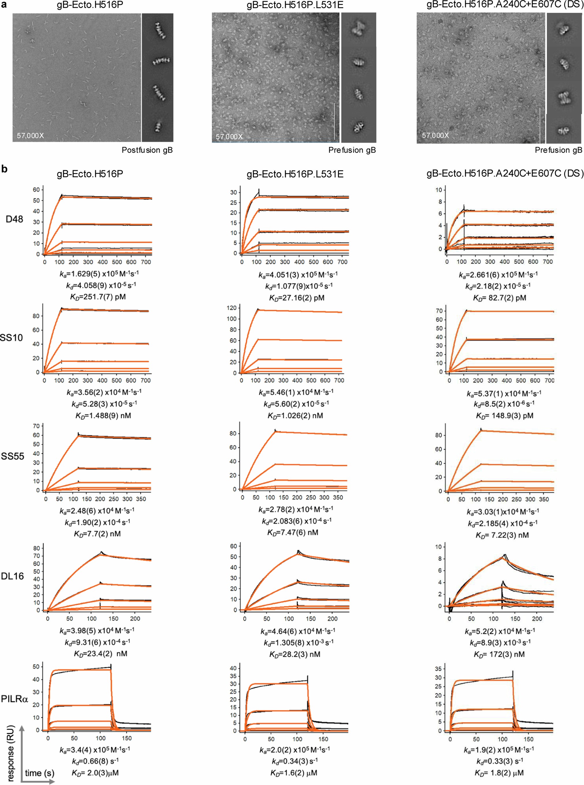 Extended Data Fig. 1: Conformational and antigenic assessment of HSV-1 gB ectodomain constructs.