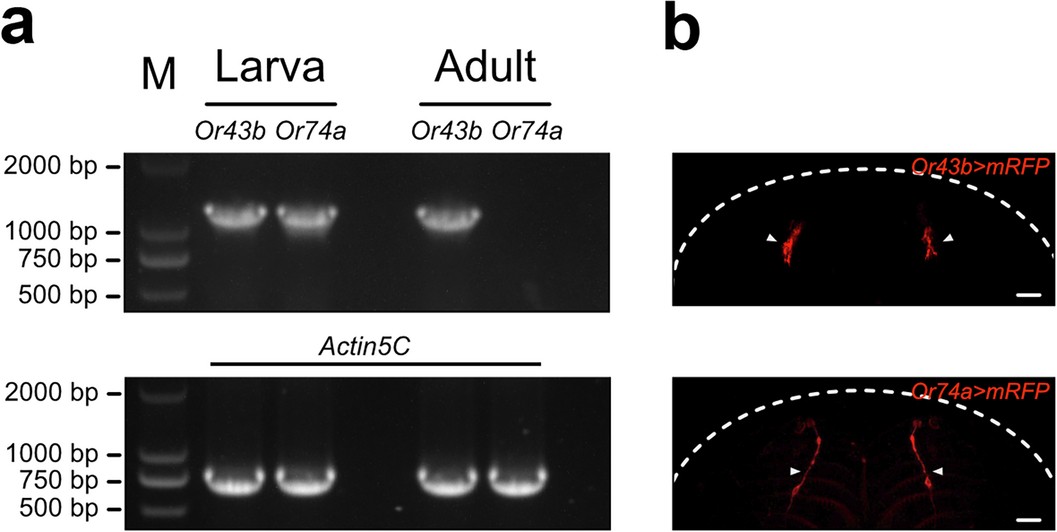 Extended Data Fig. 4: Expression profiles of Or43b and Or74a in D. melanogaster.