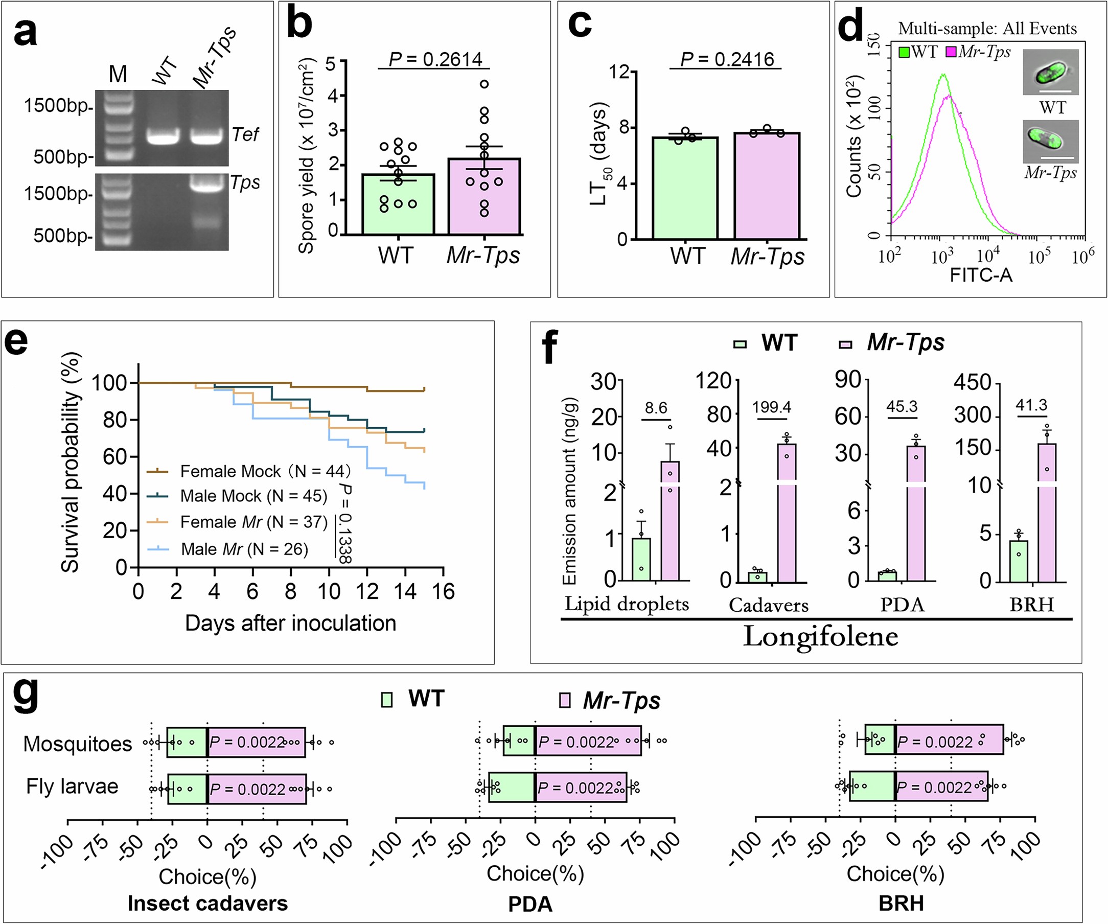 Extended Data Fig. 6: Construction of transgenic M. robertsii strain Mr-Tps expressing the pine longifolene synthase gene Tps driven by the constitutive Aureobasidium pullulans promoter Ptef.