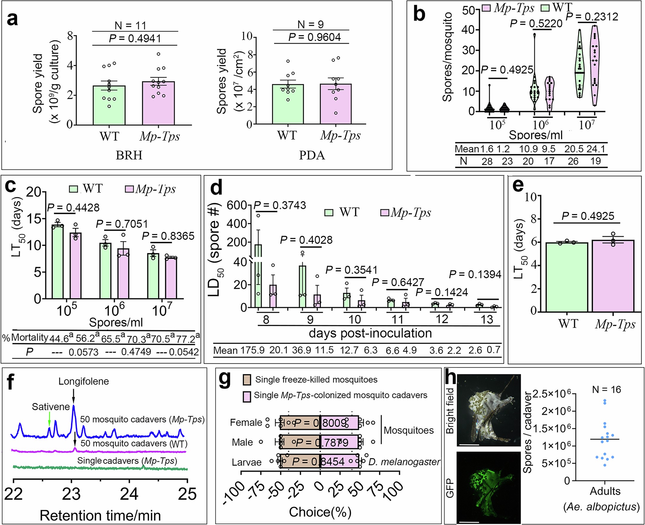 Extended Data Fig. 7: Characterization of transgenic M. pingshaense strain Mp-Tps expressing pine longifolene synthase gene Tps.