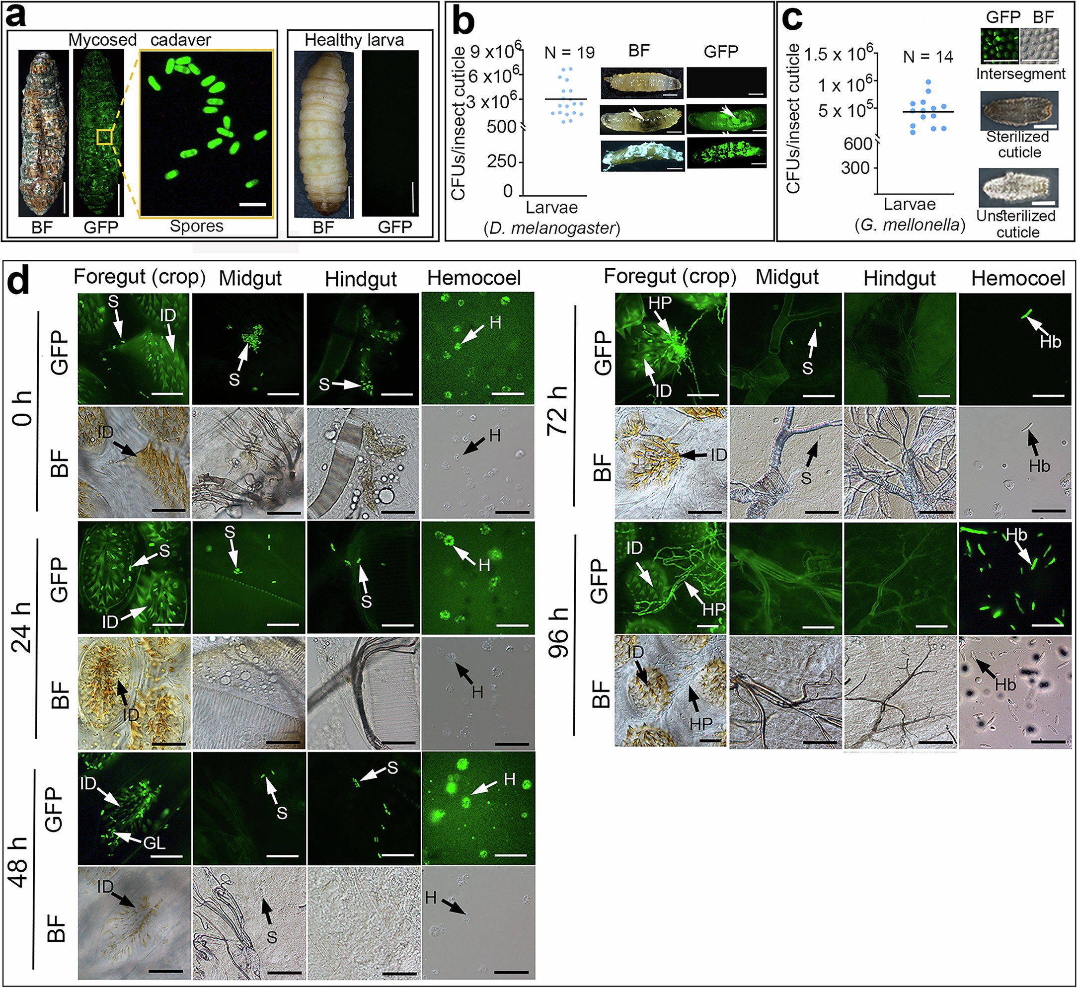Extended Data Fig. 1: M. robertsii-colonized G. mellonella larval cadavers attract healthy insects to become infected.