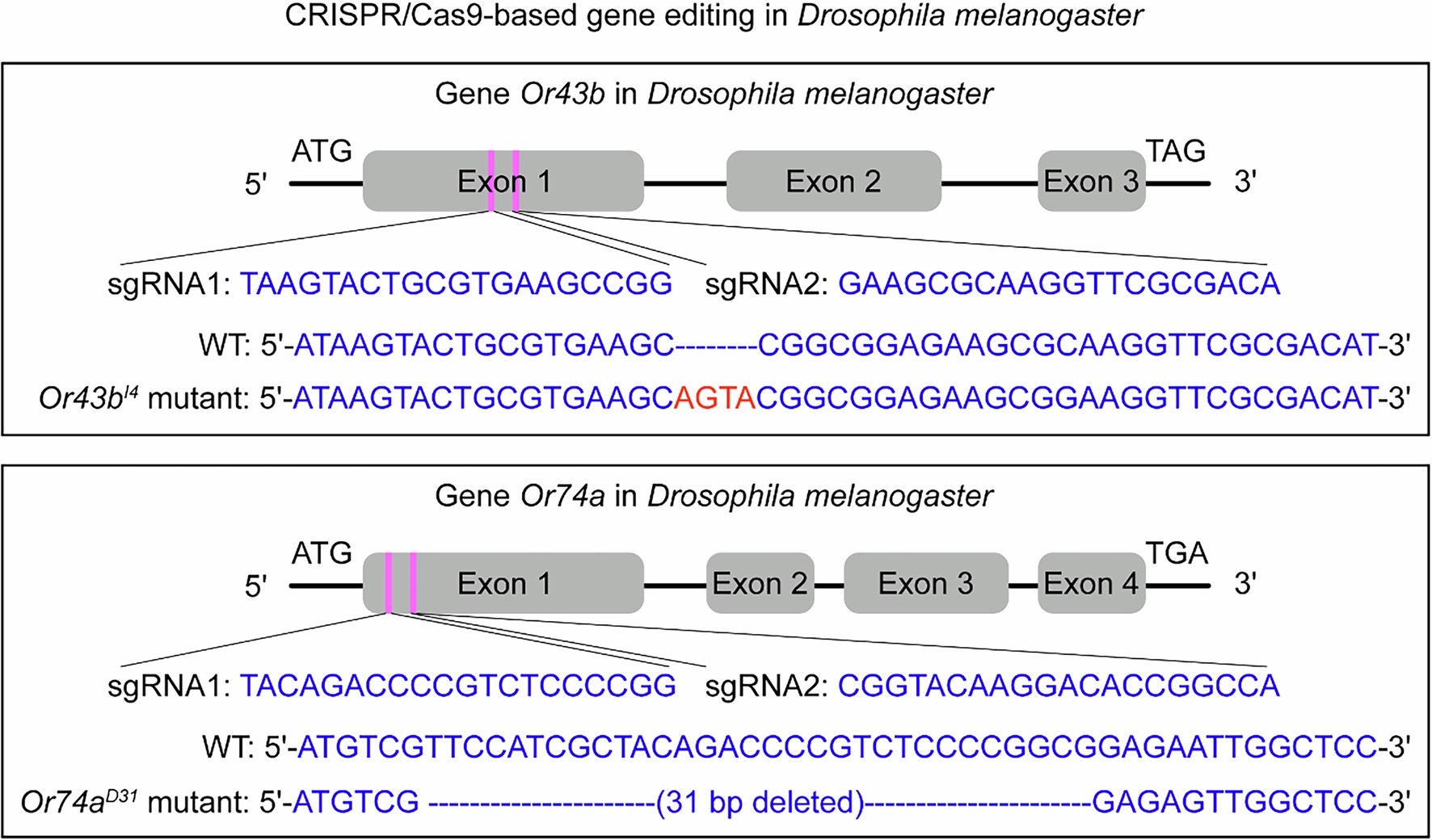 Extended Data Fig. 3: Generation of the Or43b and Or74 mutant using CRISPR/Cas9-based gene editing.