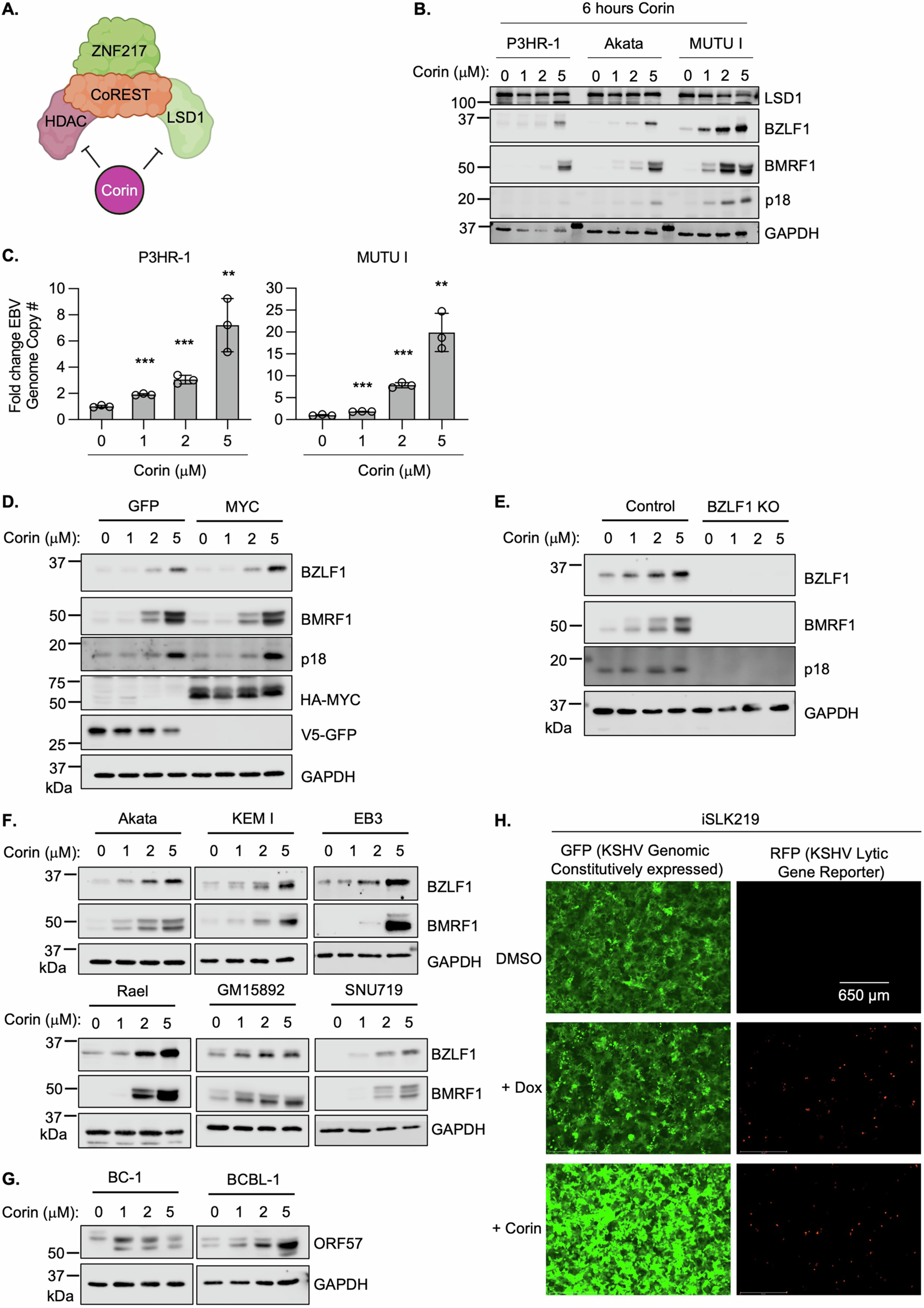 Extended Data Fig. 5: Corin induces Burkitt B-cell EBV lytic reactivation.