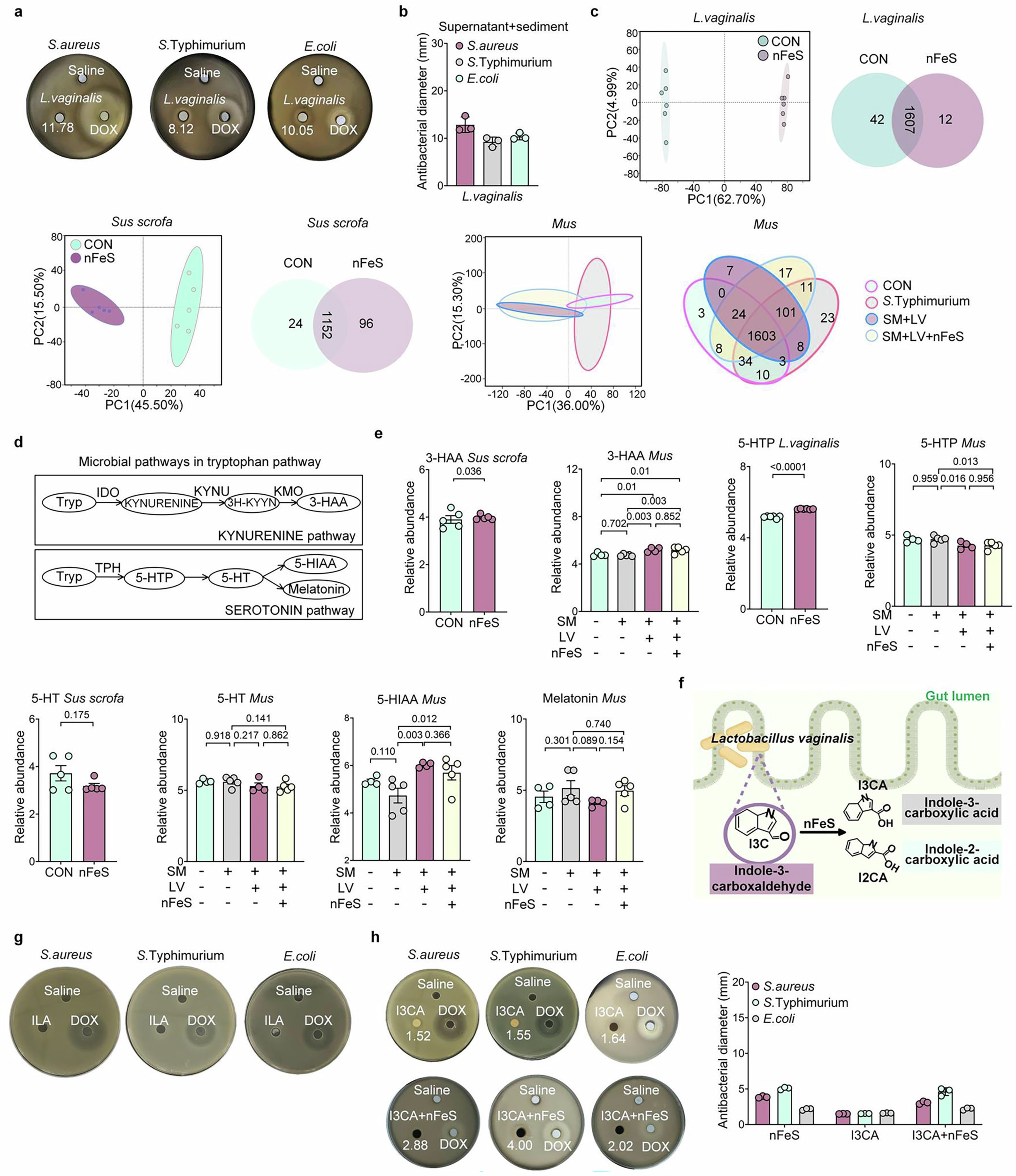 Extended Data Fig. 4: Antibacterial tryptophan-indole metabolites of L. vaginalis are beyond 3-HAA, ILA, I3CA, and metabolites of serotonin pathway.